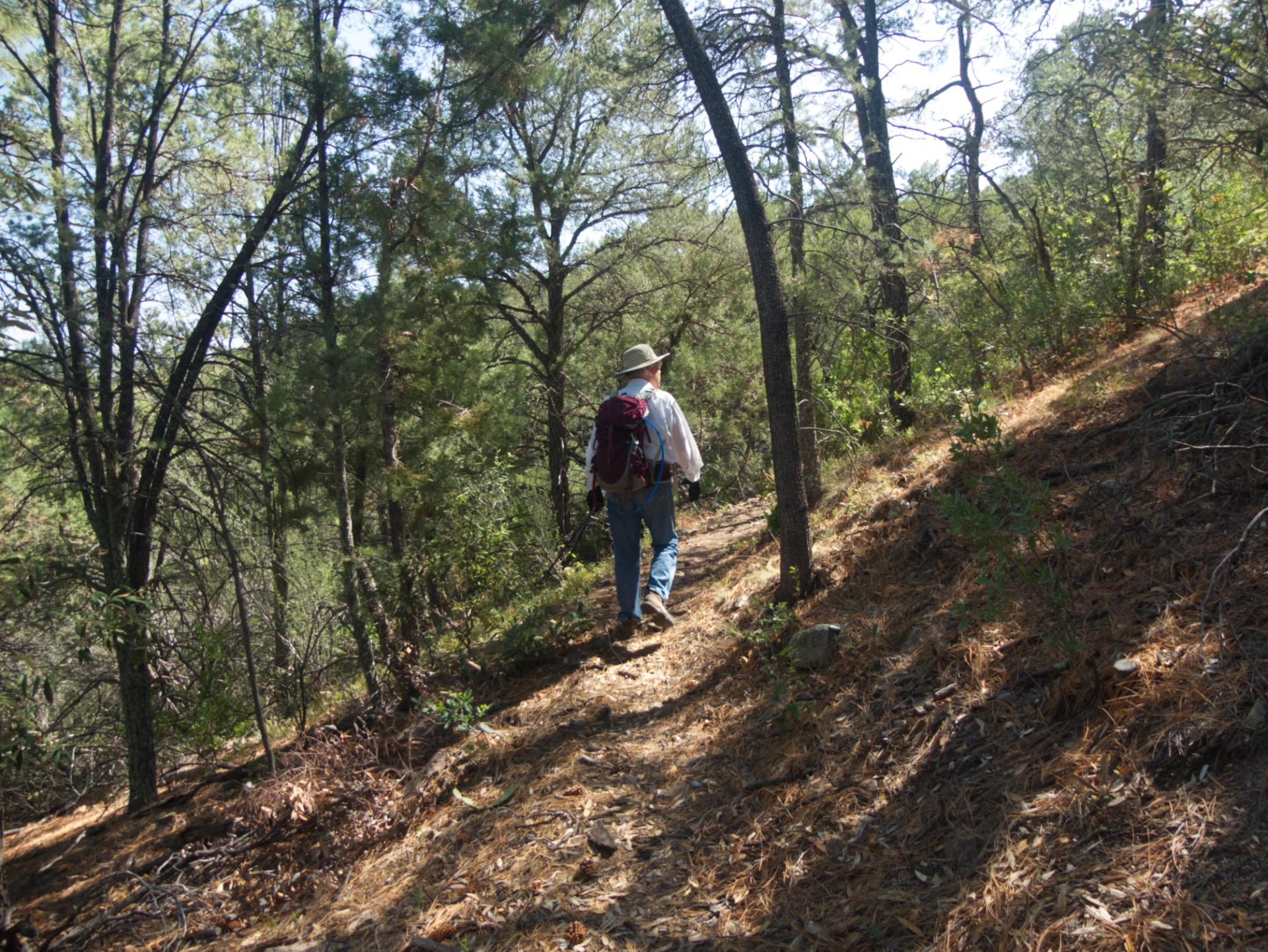 hiker on well-forested trail