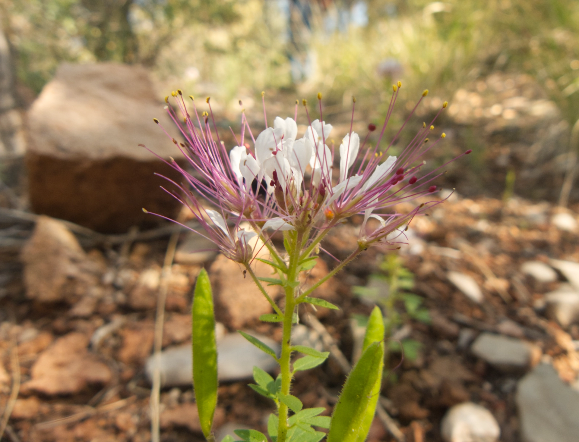 red whiskered clammyweed