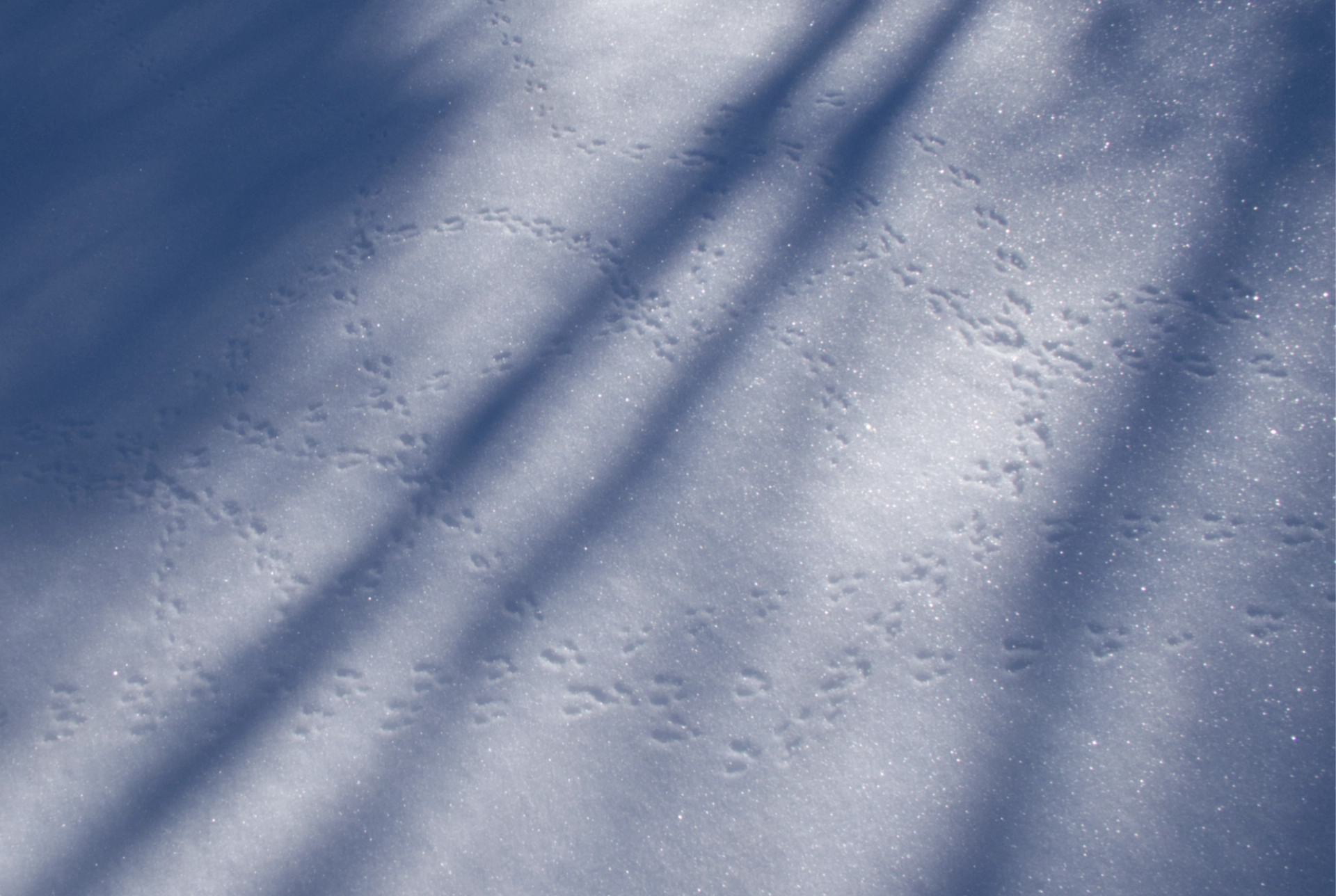 tiny tracks in the snow