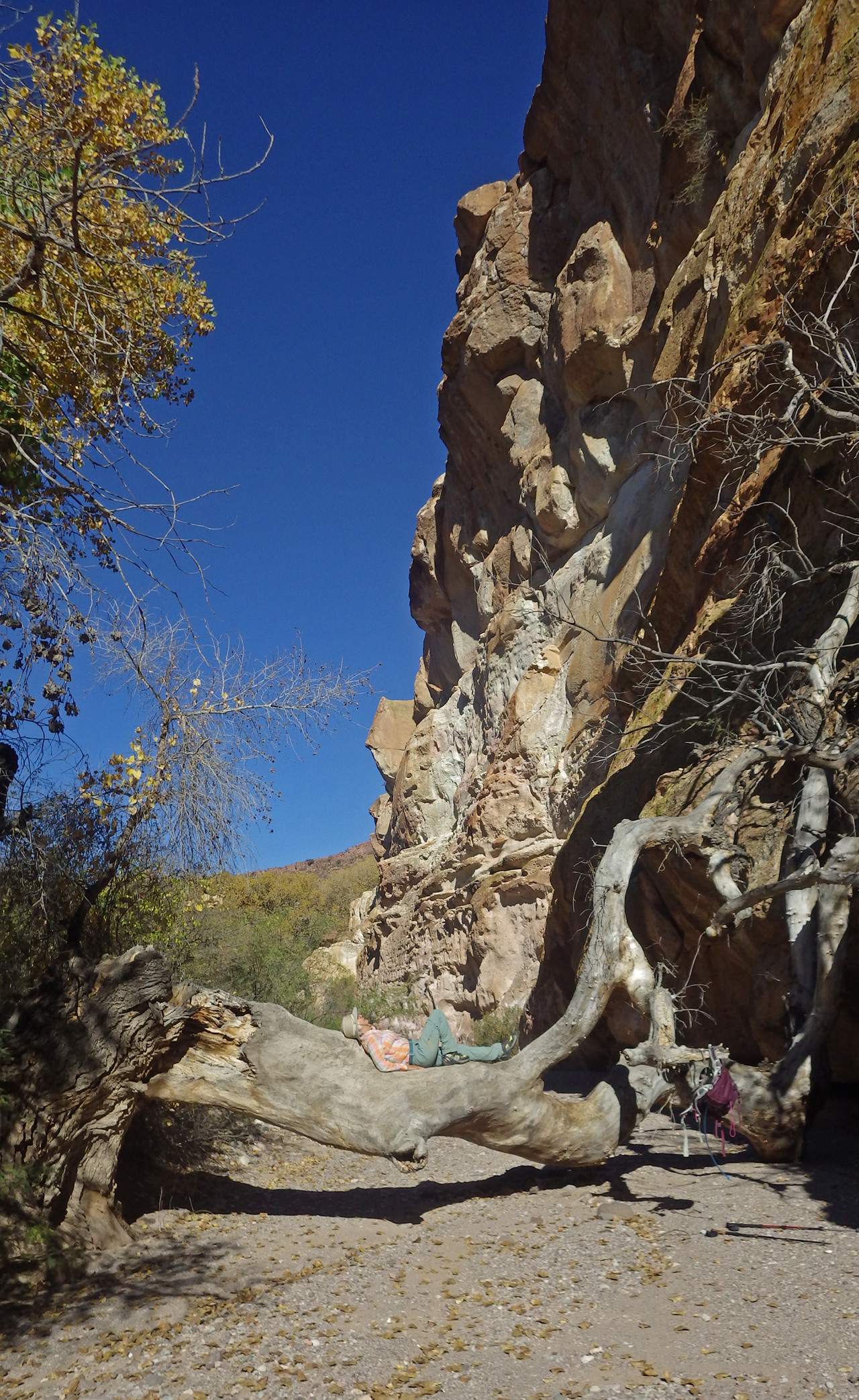 reclining on a giant cottonwood