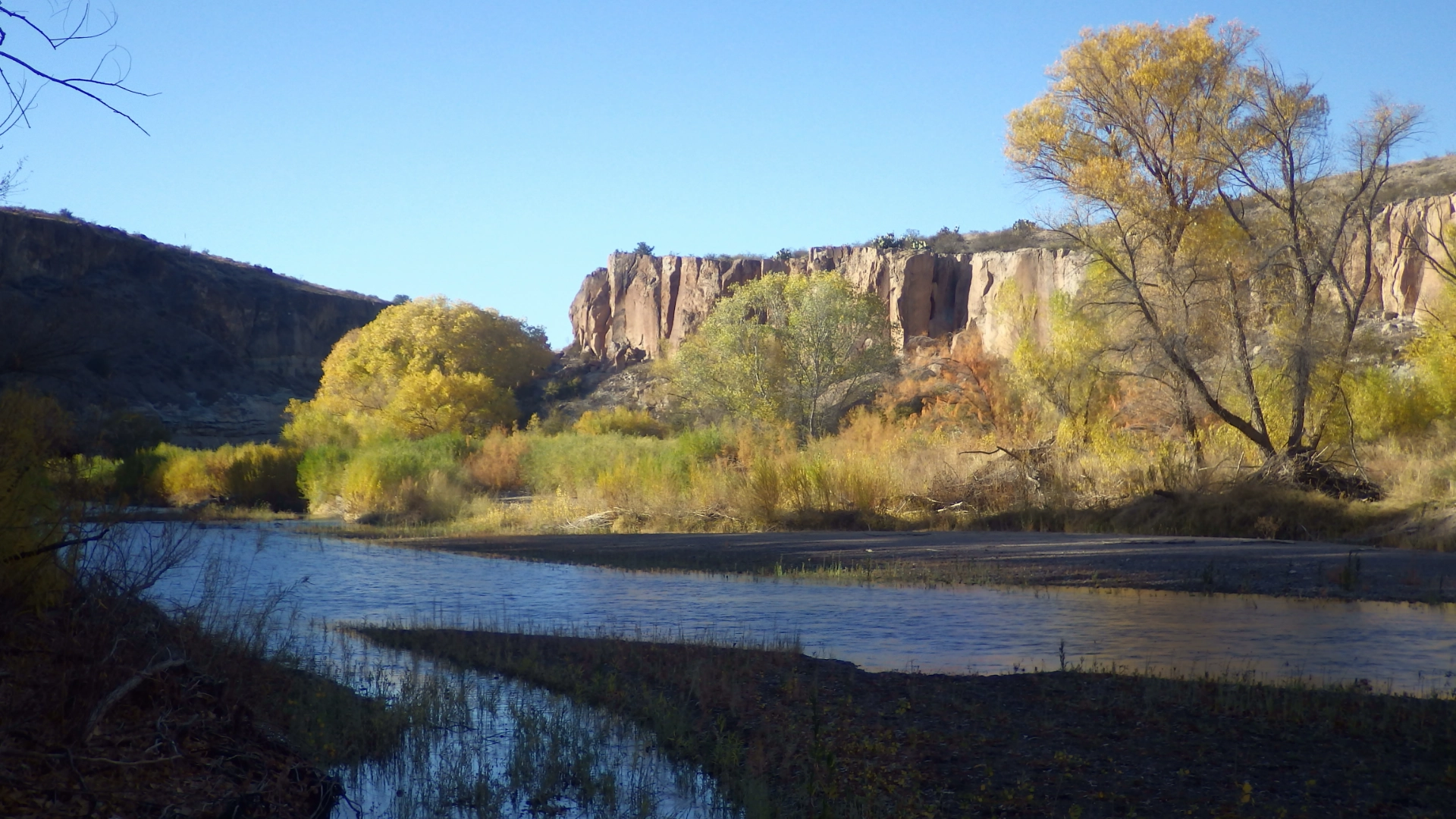 yellow cottonwoods on the Gila River