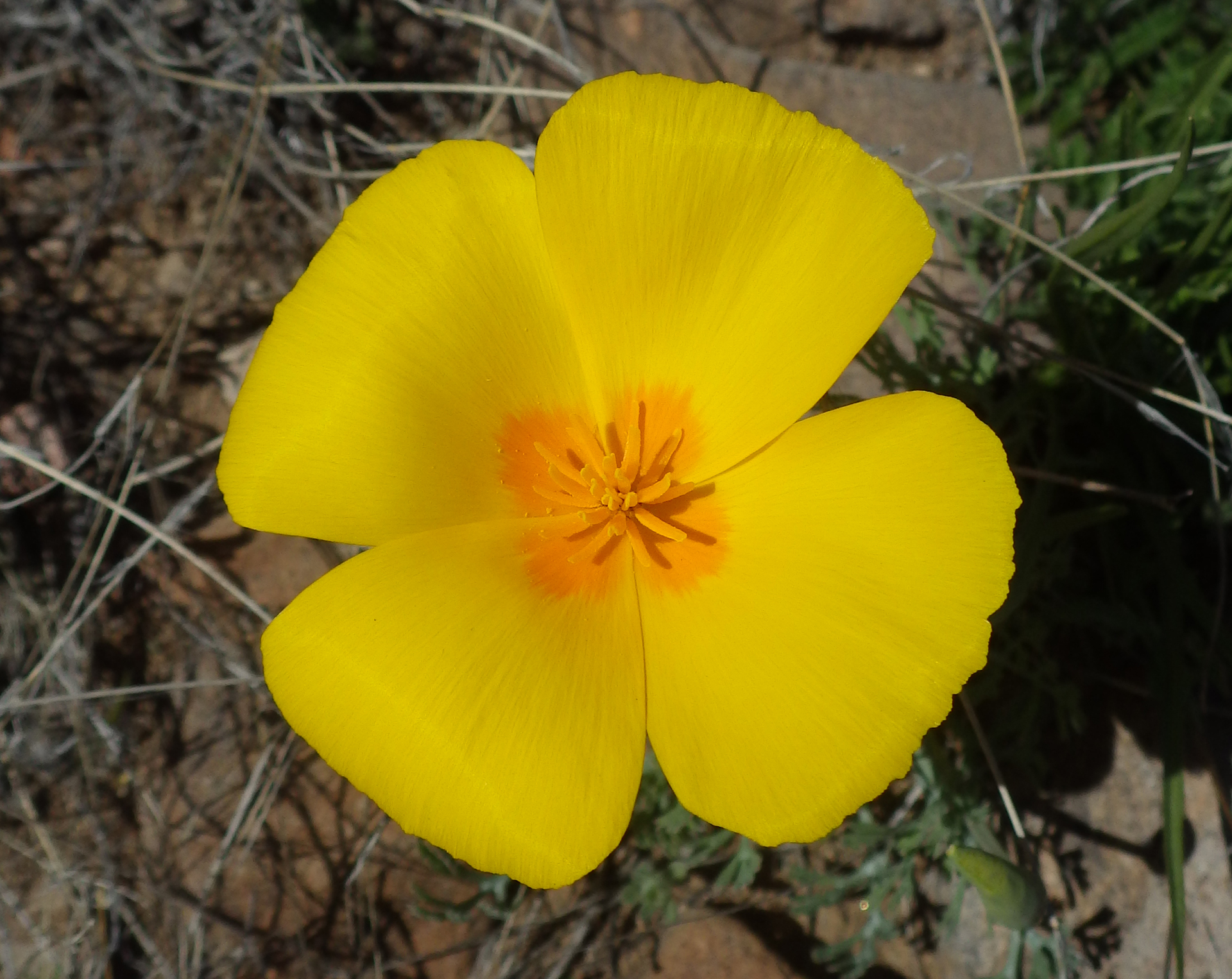 Mexican poppy