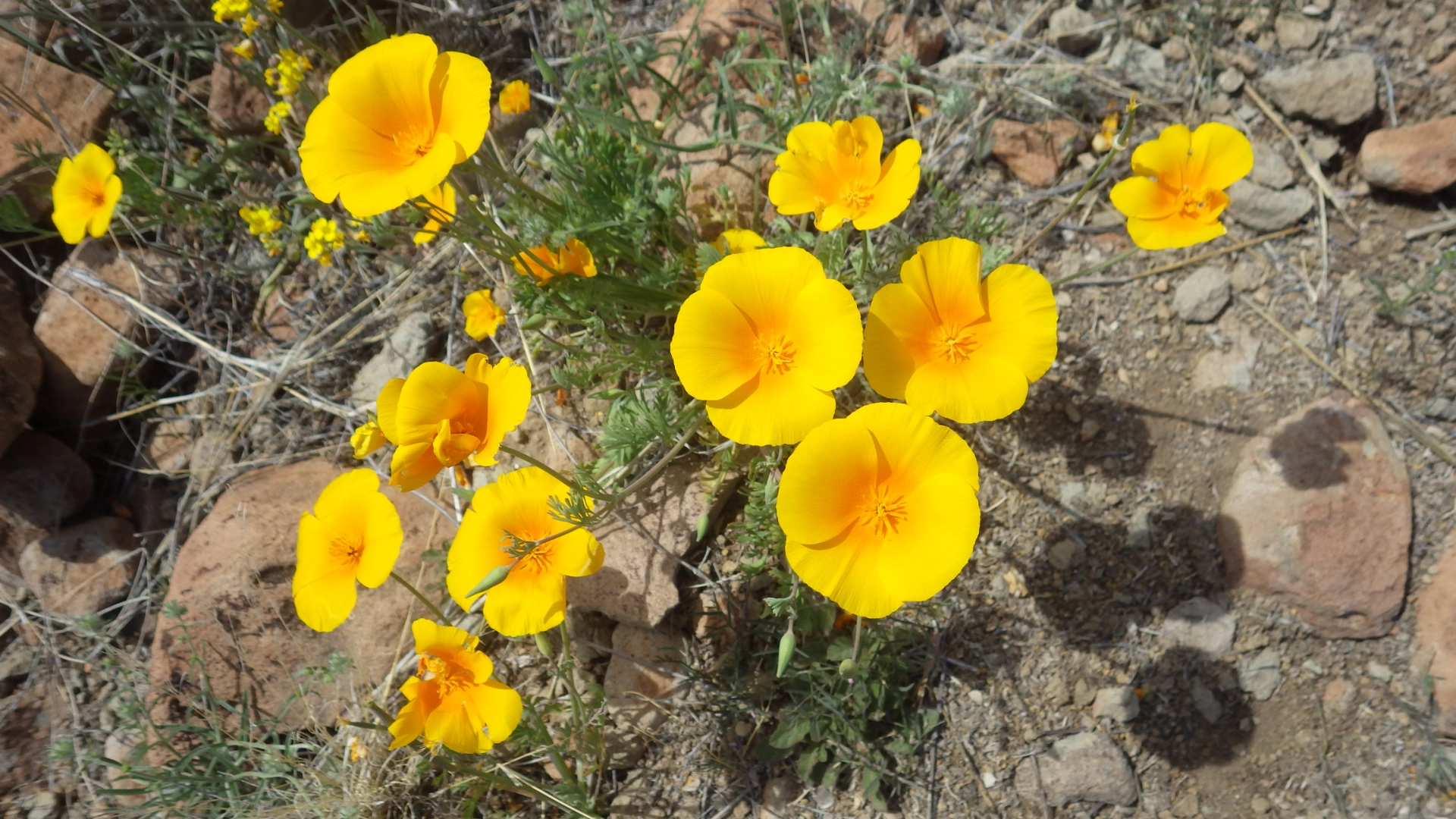 Mexican poppies