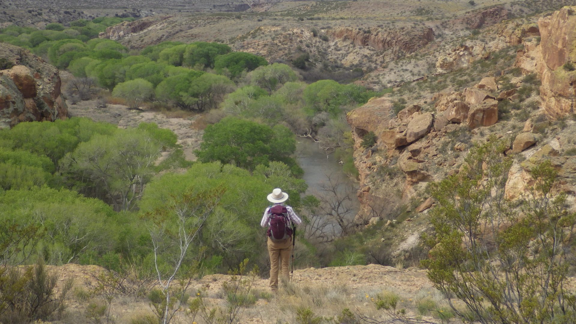 Cottonwoods along the Gila River