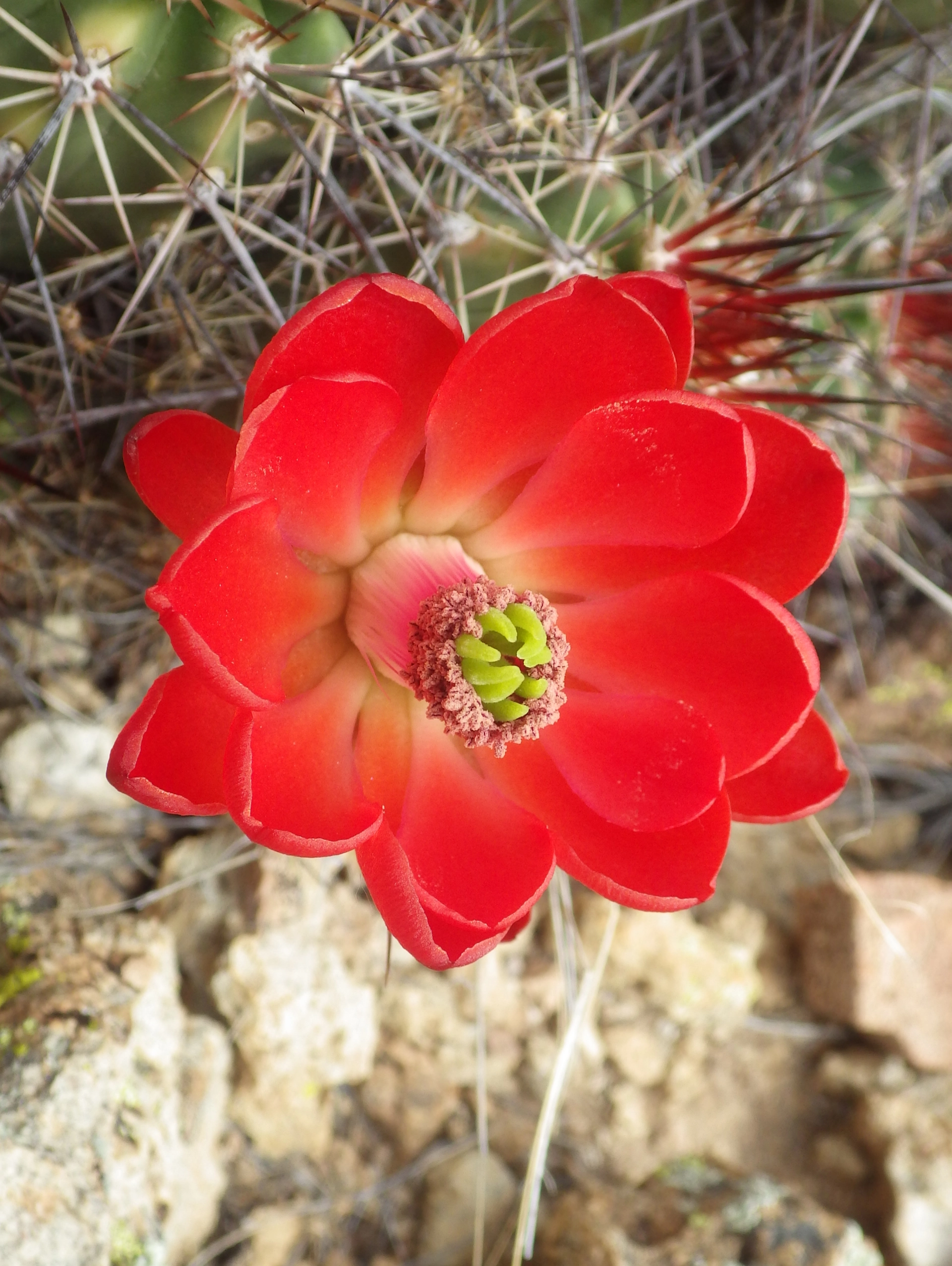 scarlet hedgehopg cactus