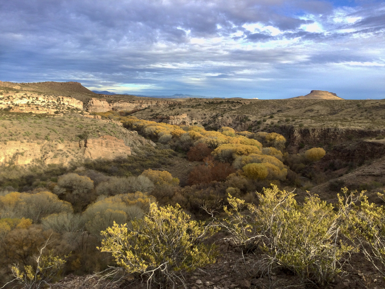 golden cottonwoods line the banks of the Gila