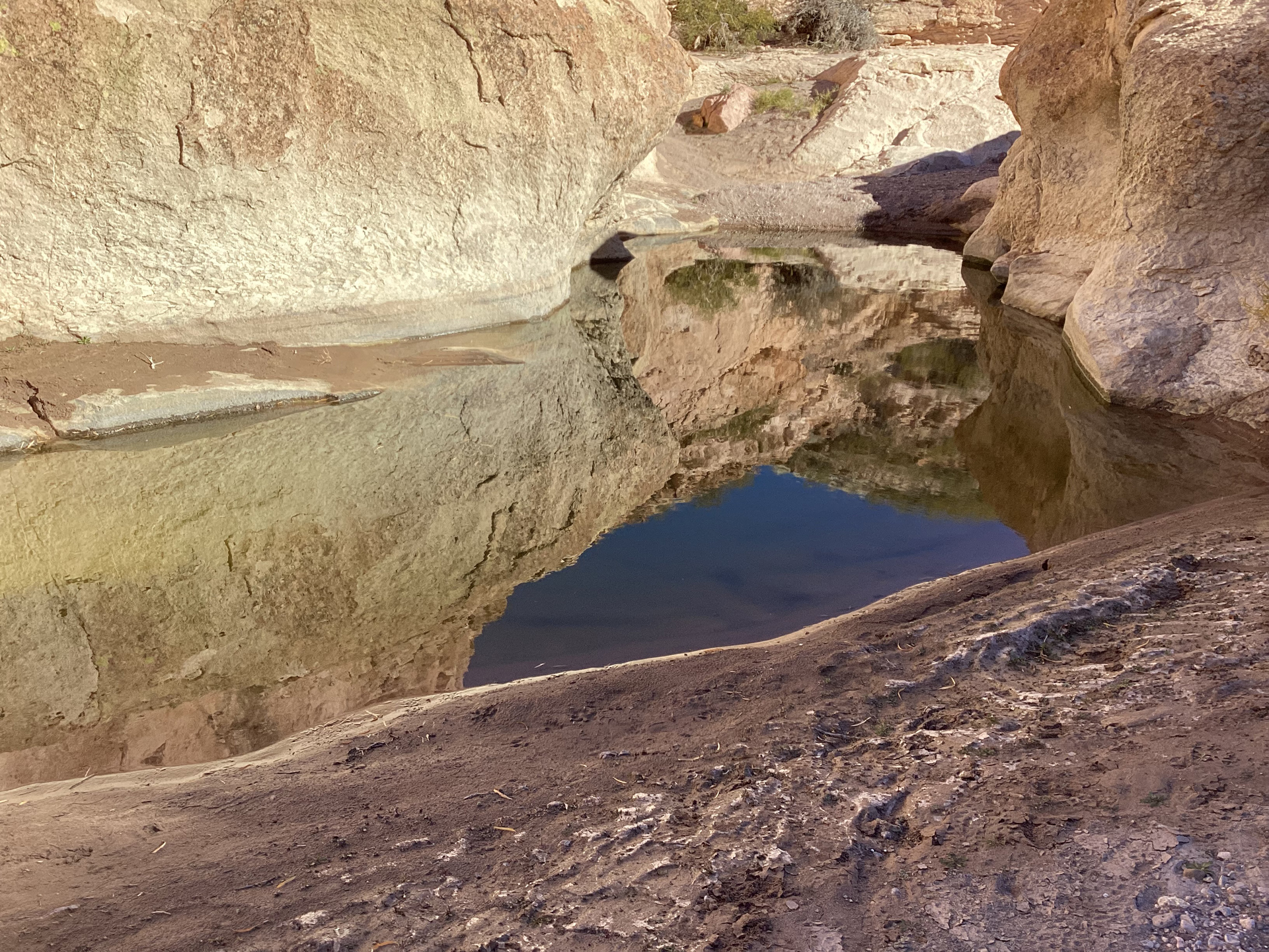 reflections in the pond