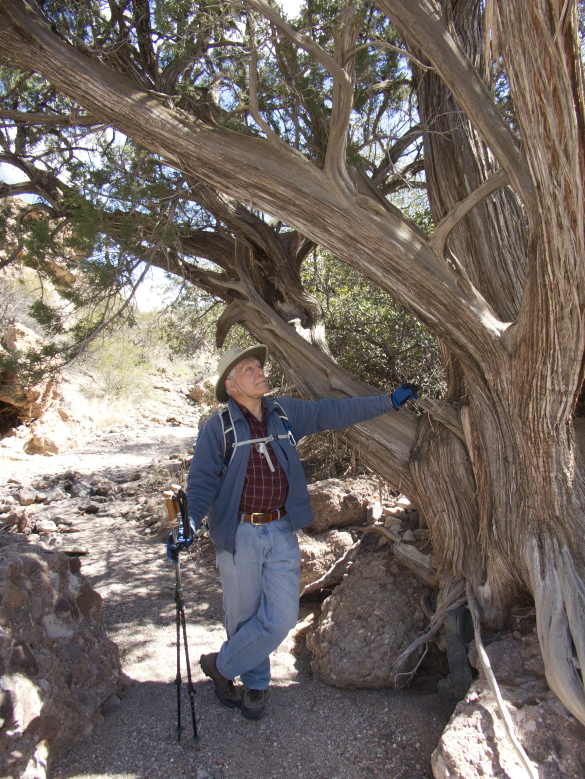 venerable juniper