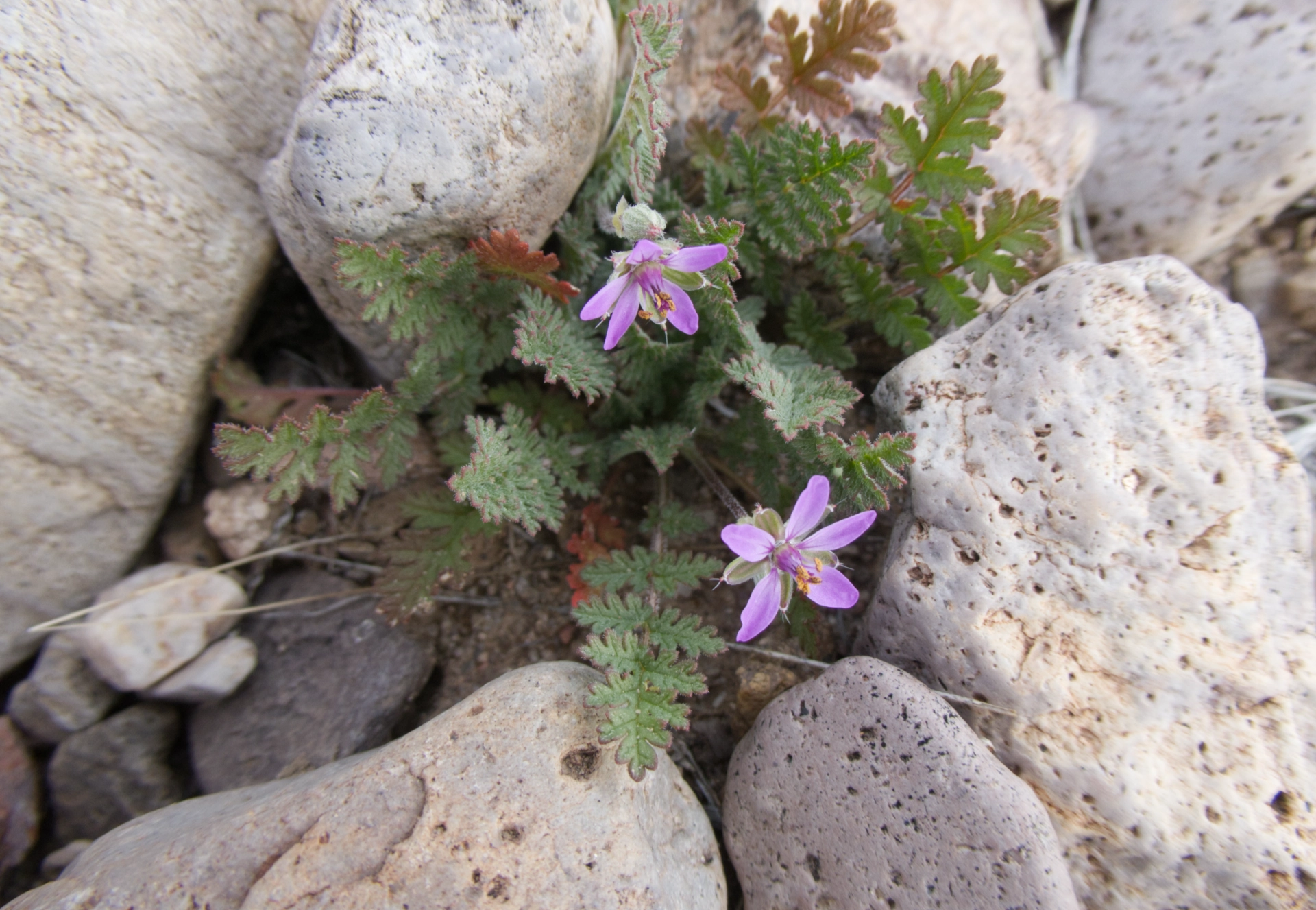 redstem stork's bill