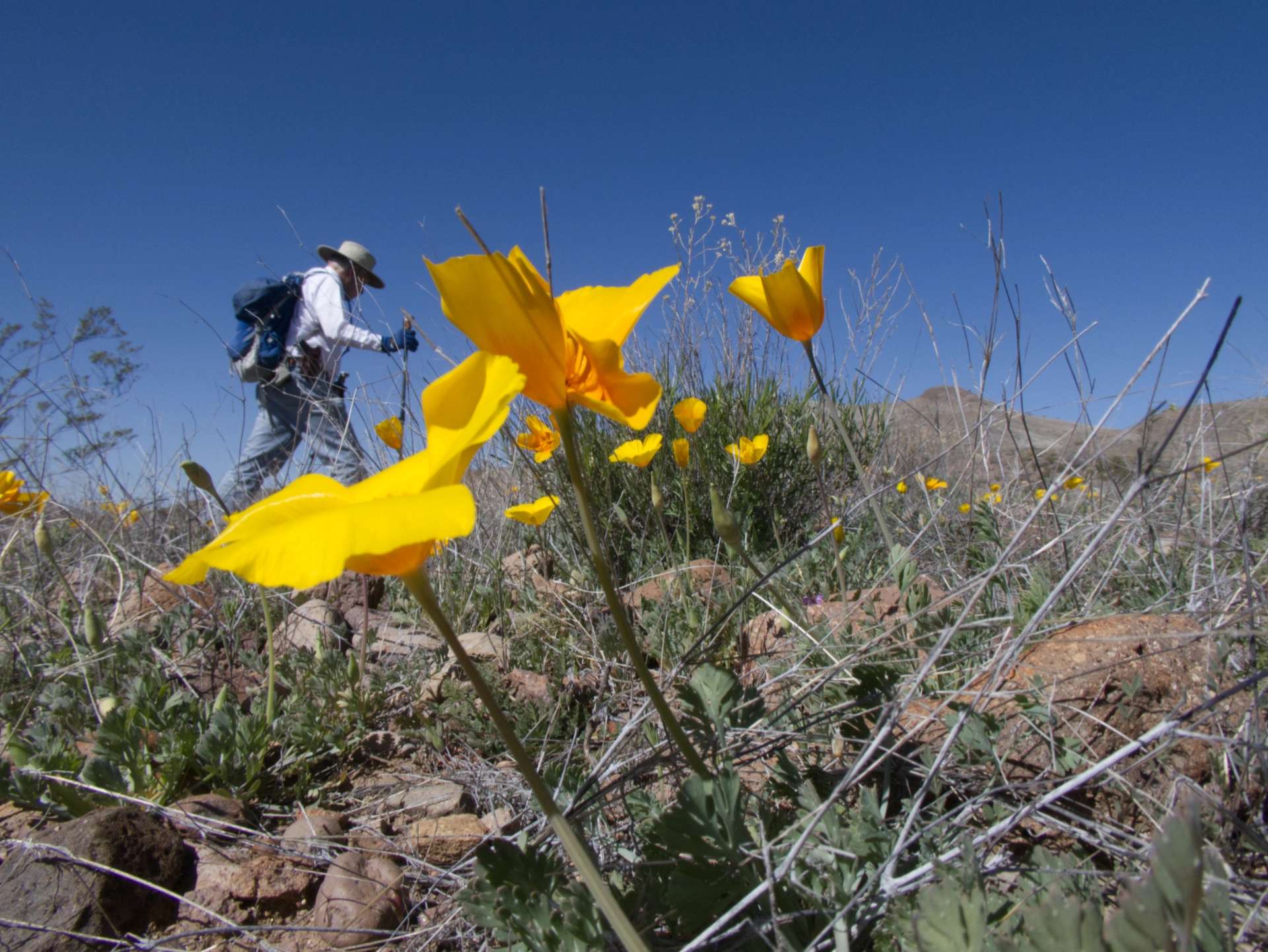 poppies in the foreground