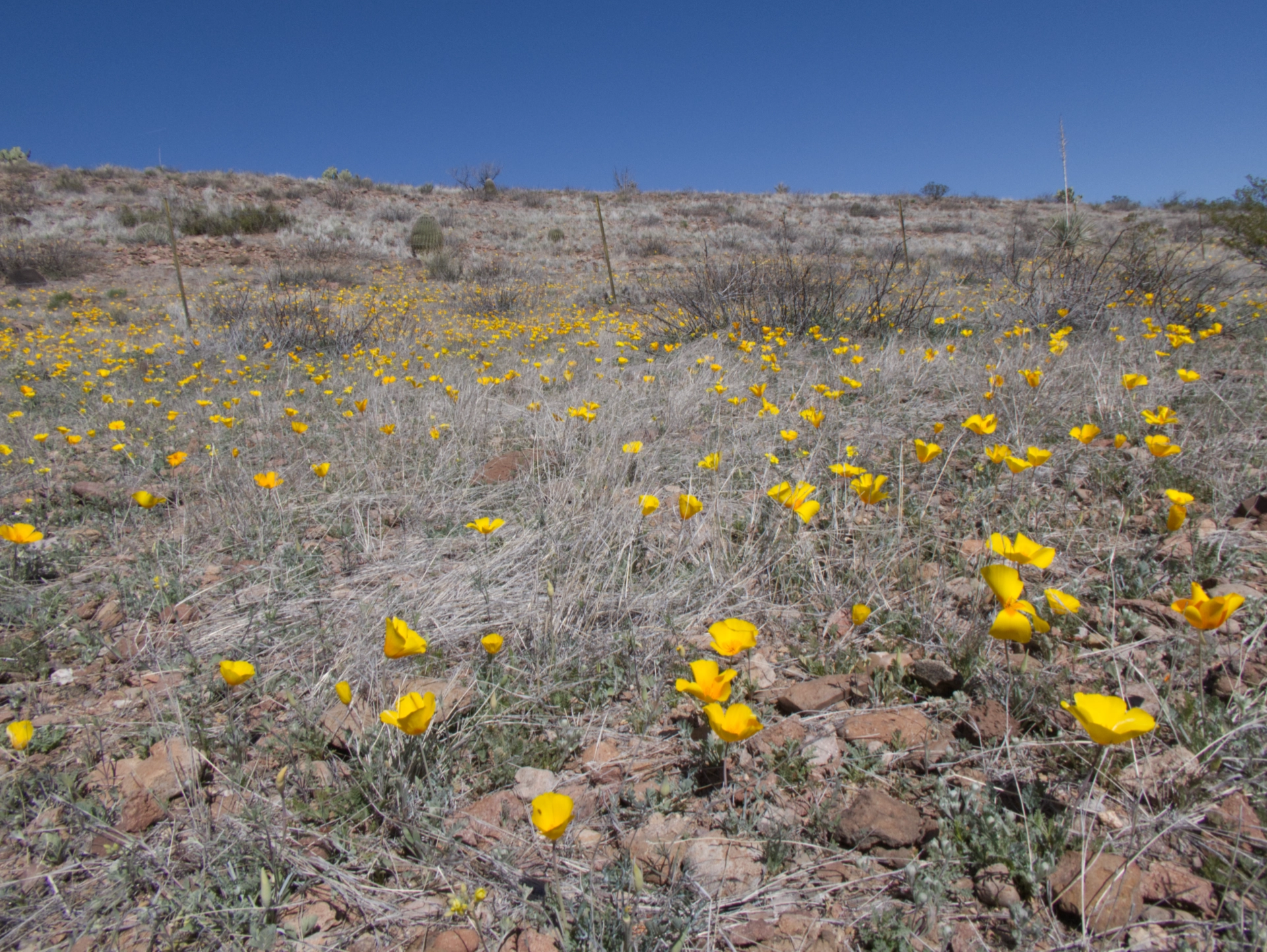 carpet of poppies