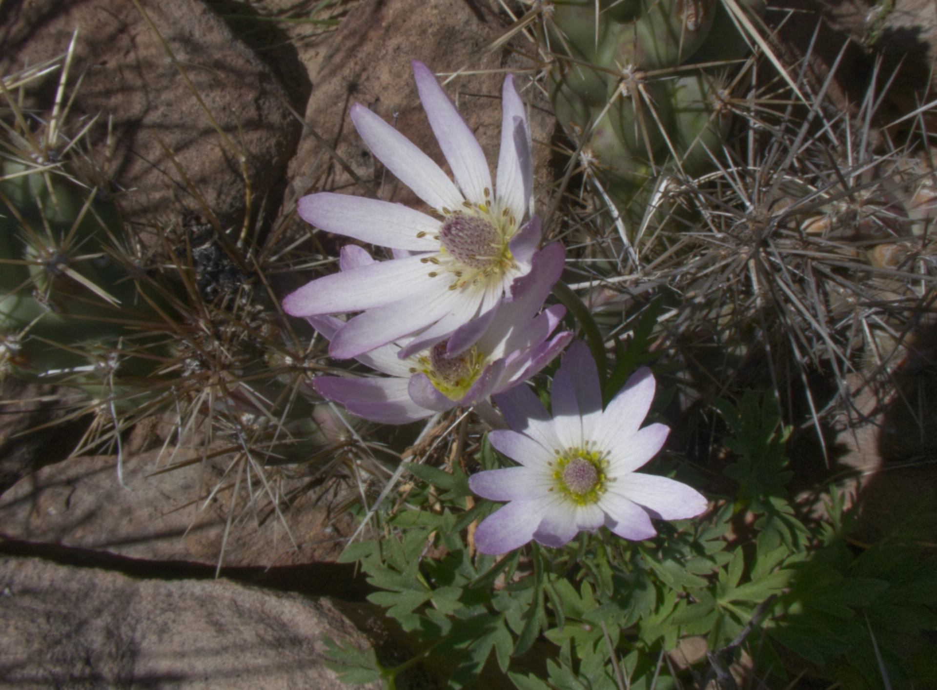 tuber anemone