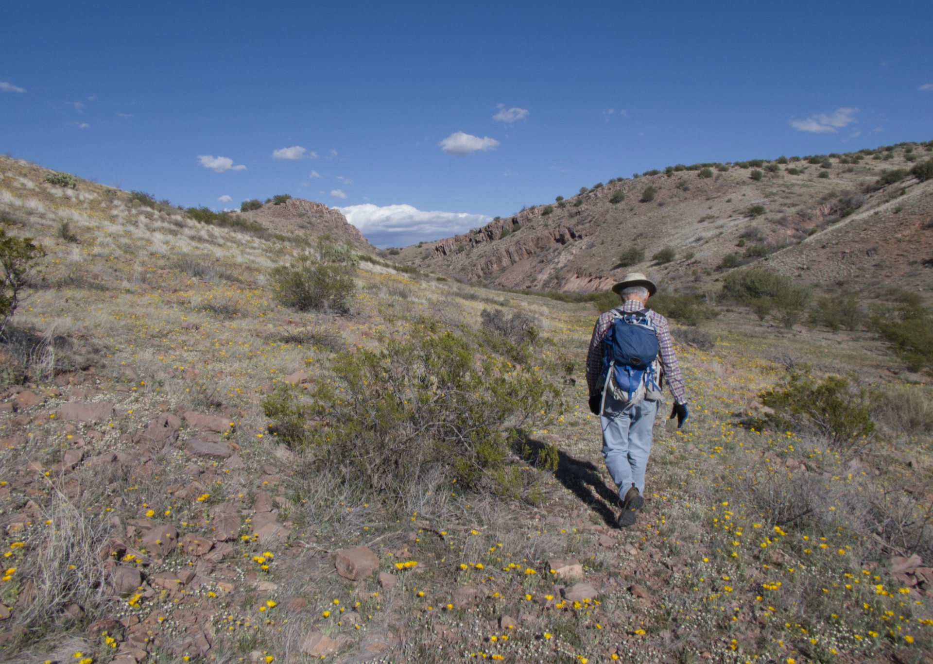 man walking through field of poppies