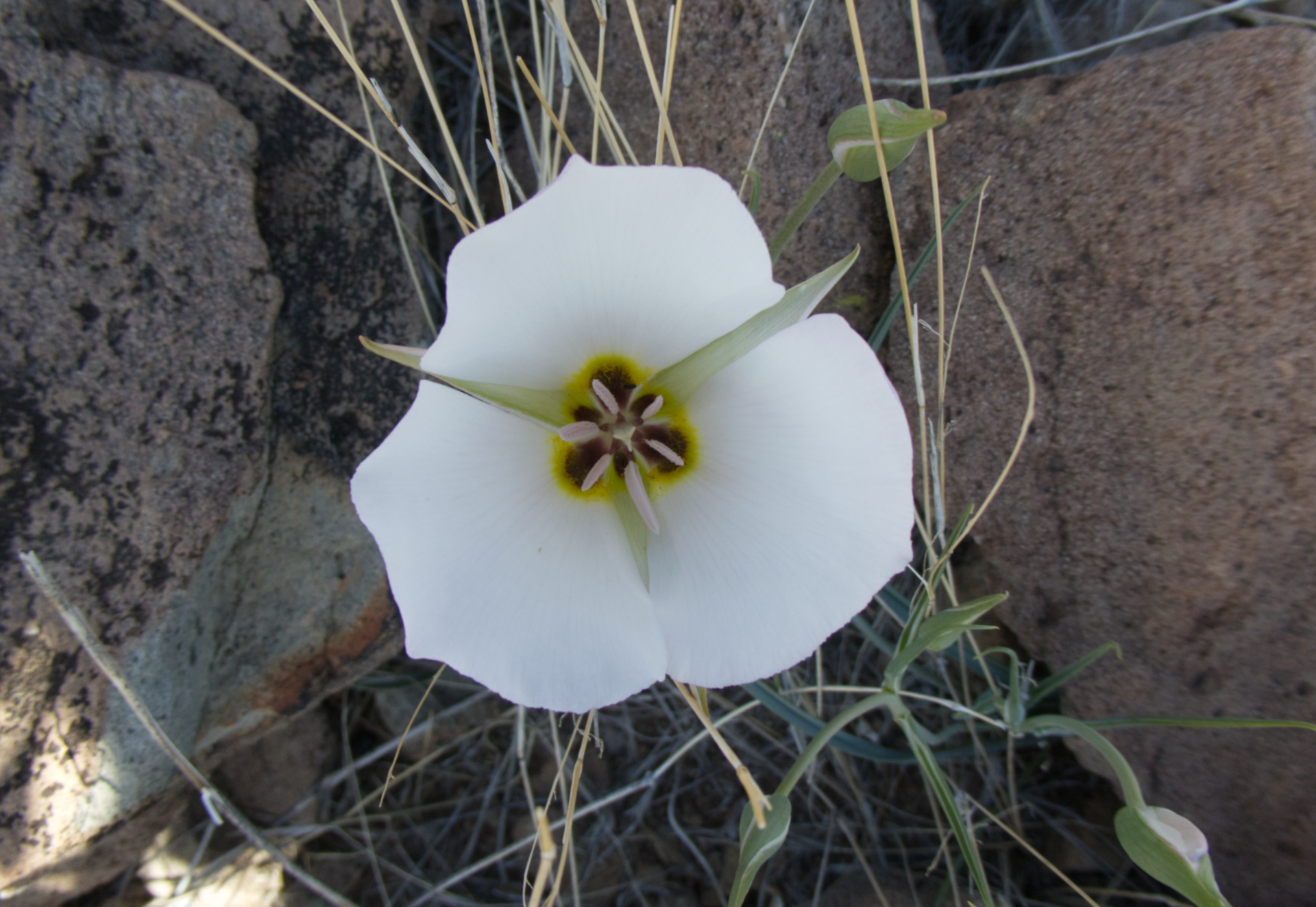 rizona mariposa lily