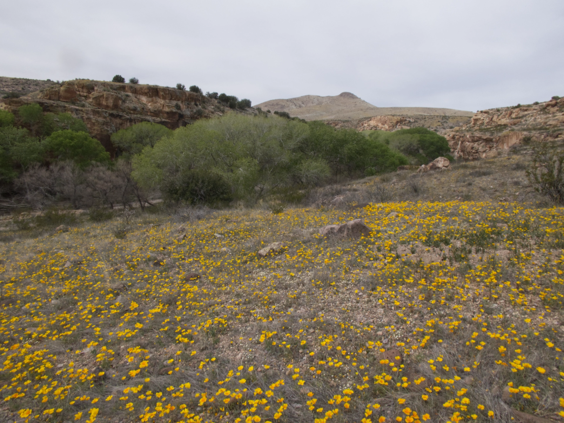 field of poppies