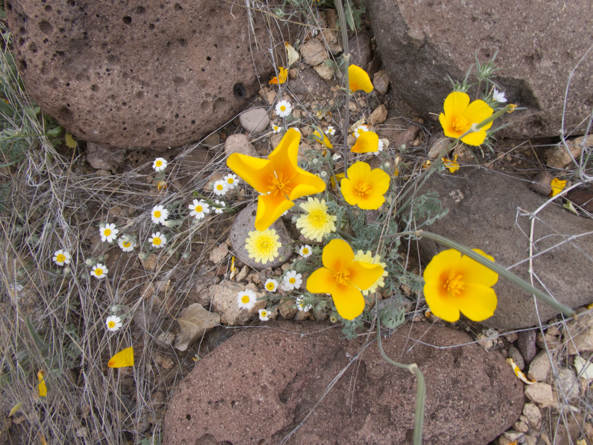 assortment of desert wildflowers