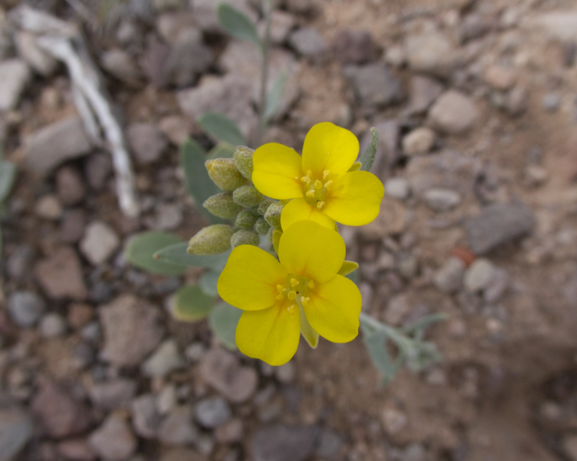 Fendler's bladderpod