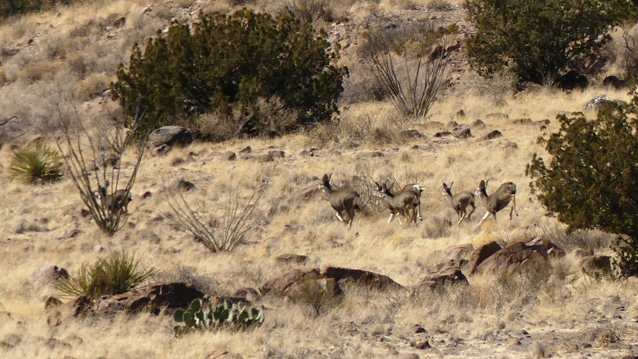 herd of deer in flight