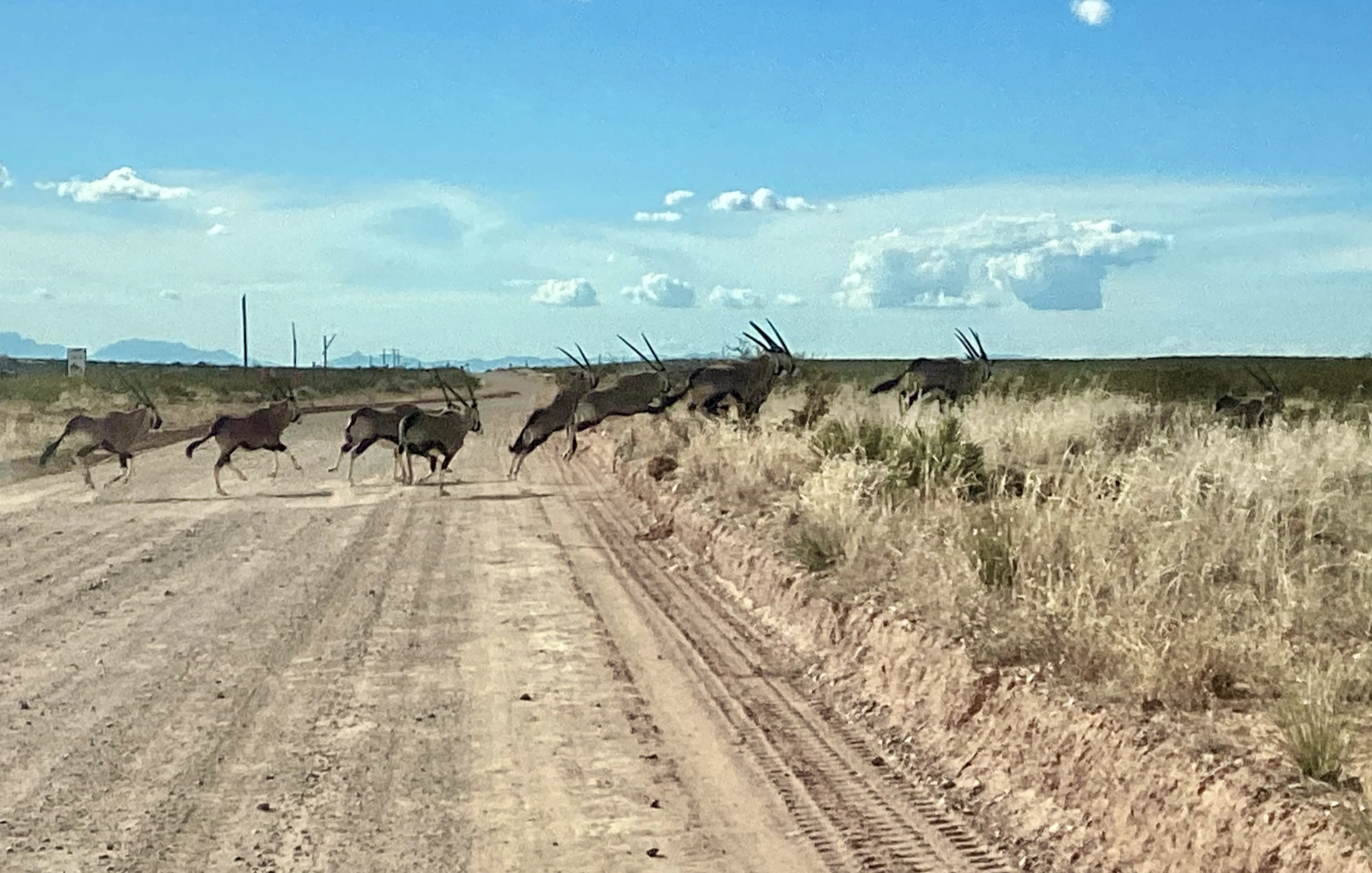 oryx crossing the road near Fort Bliss