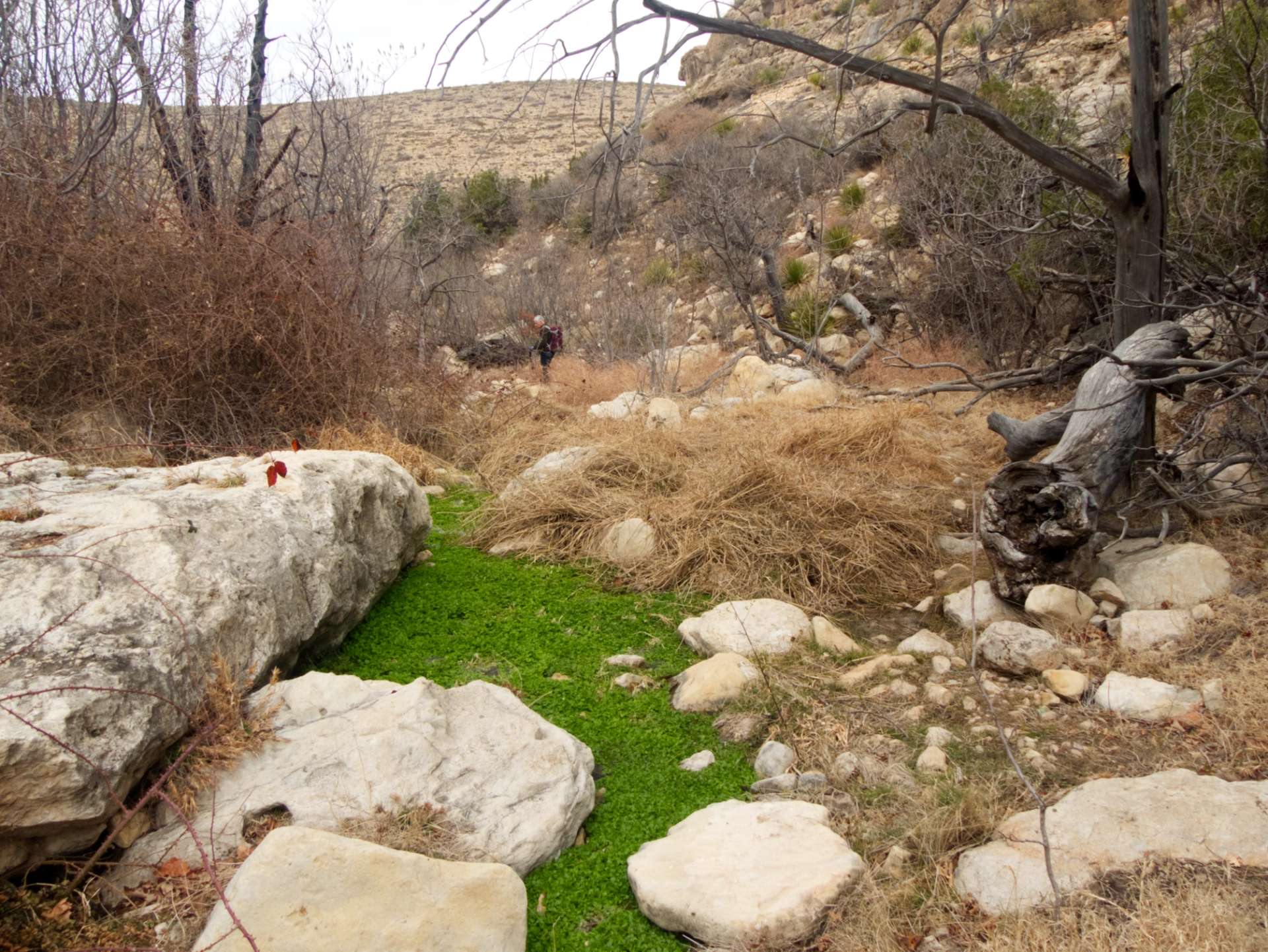 pool packed with watercress in Sitting Bull Canyon
