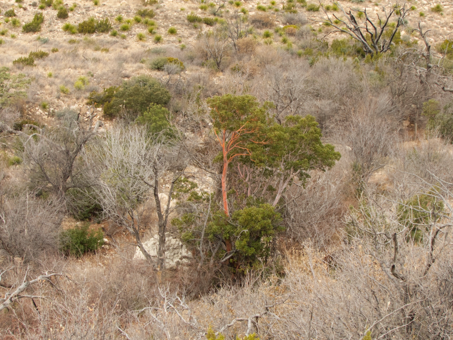 Texas madrone in Sitting Bull Canyon