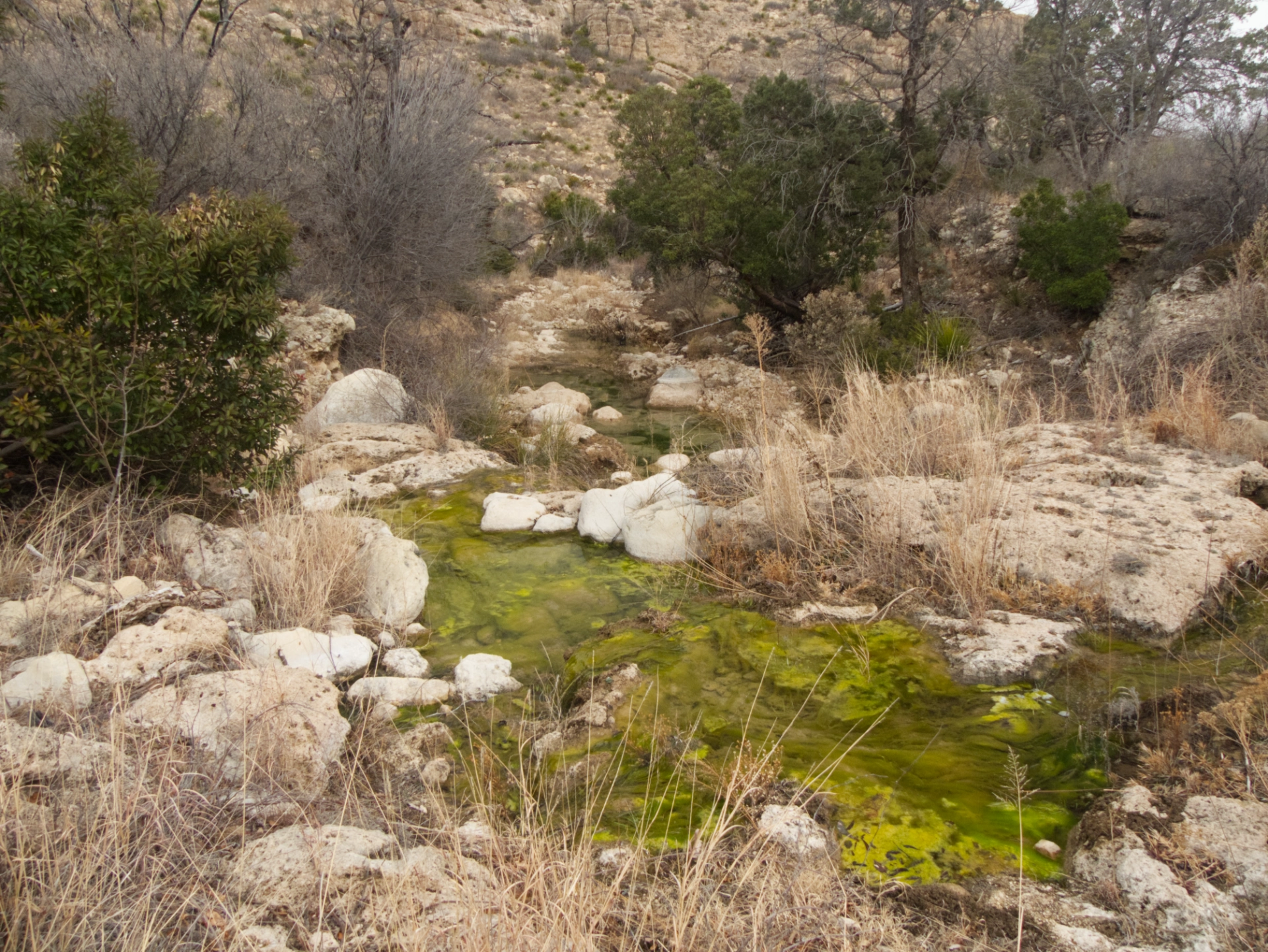 green creek surround by white rocks in Sitting Bull Canyon