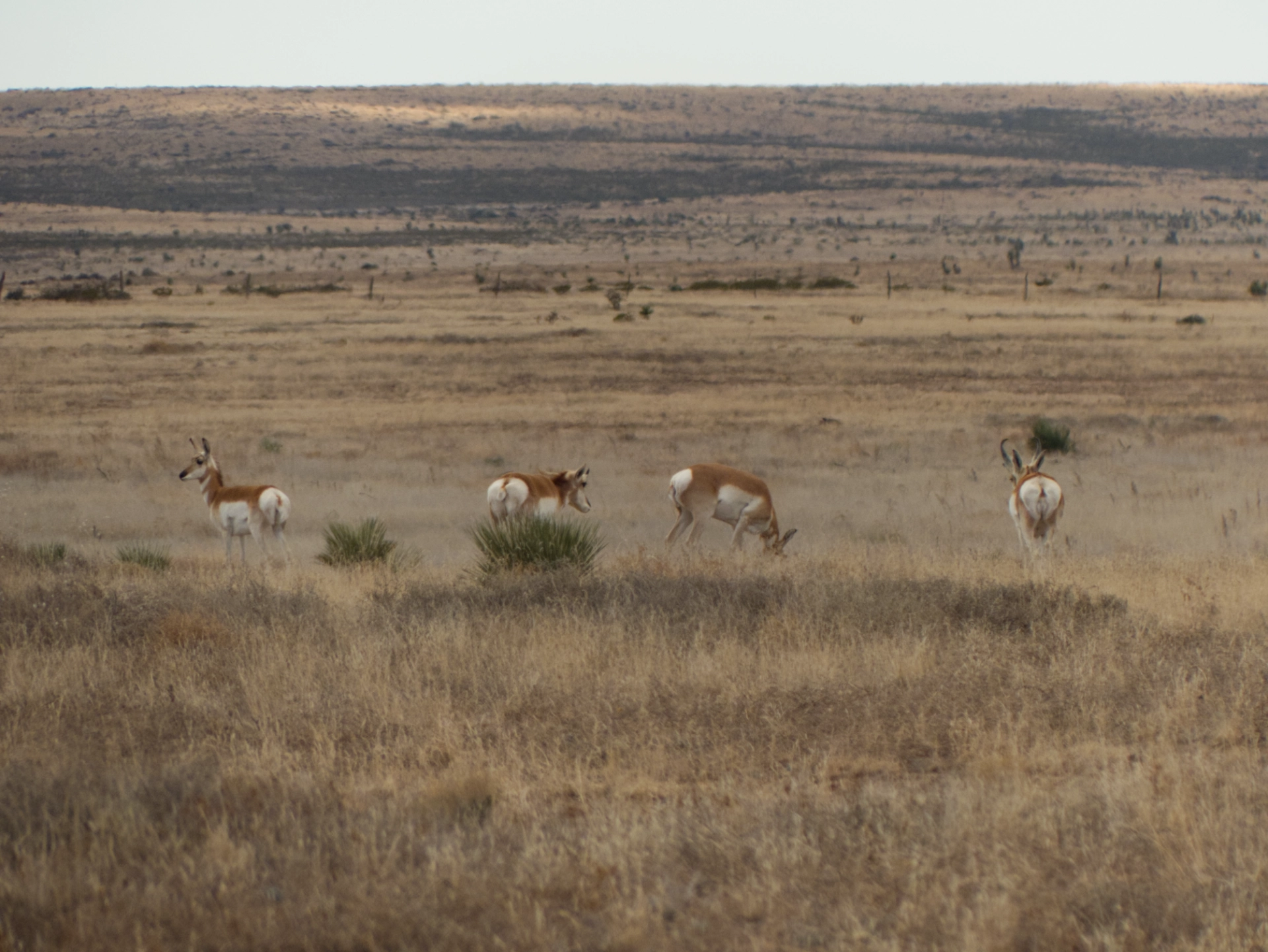 a group of pronghorns on Otero Mesa