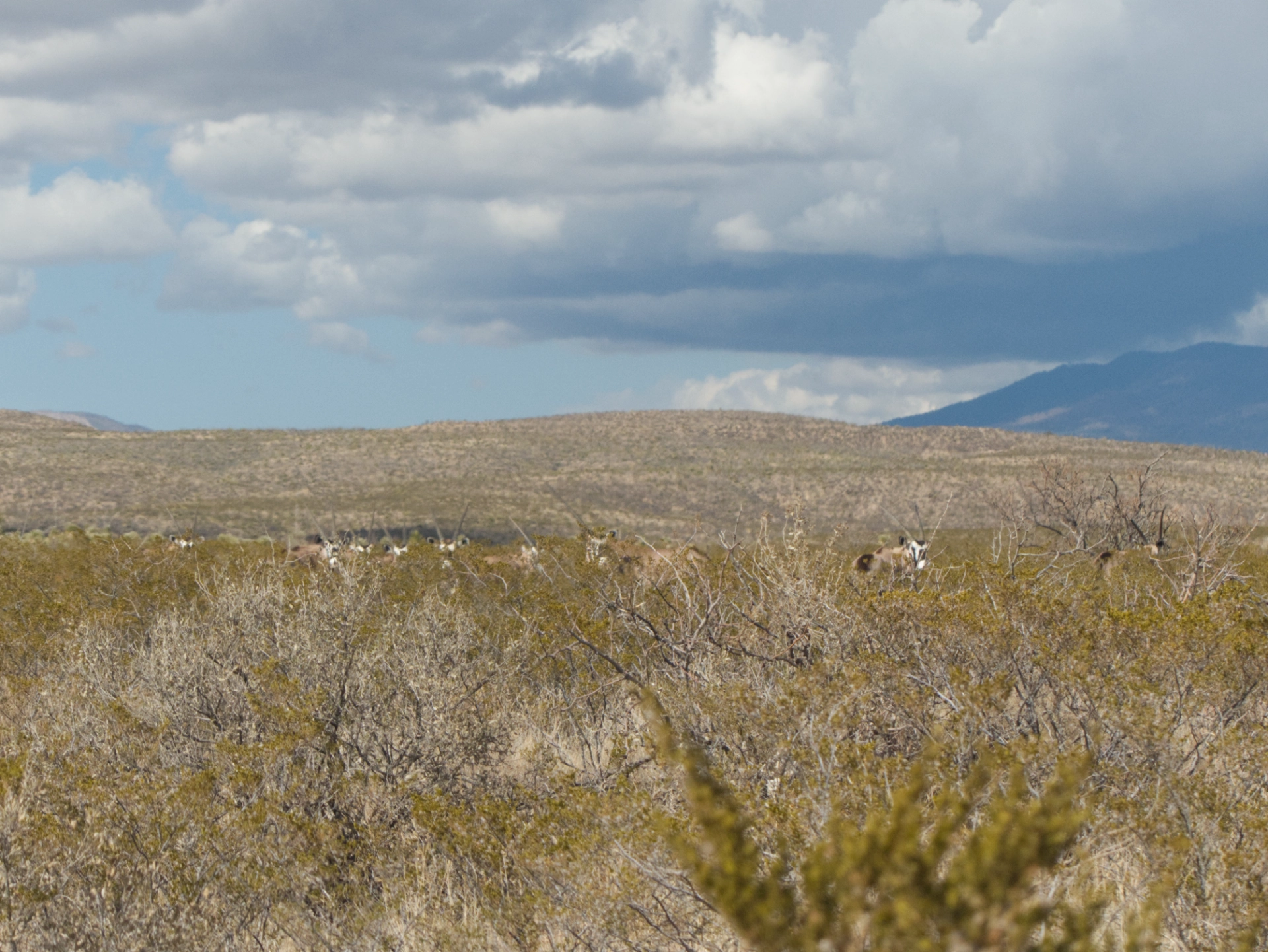oryx watching us from a distance