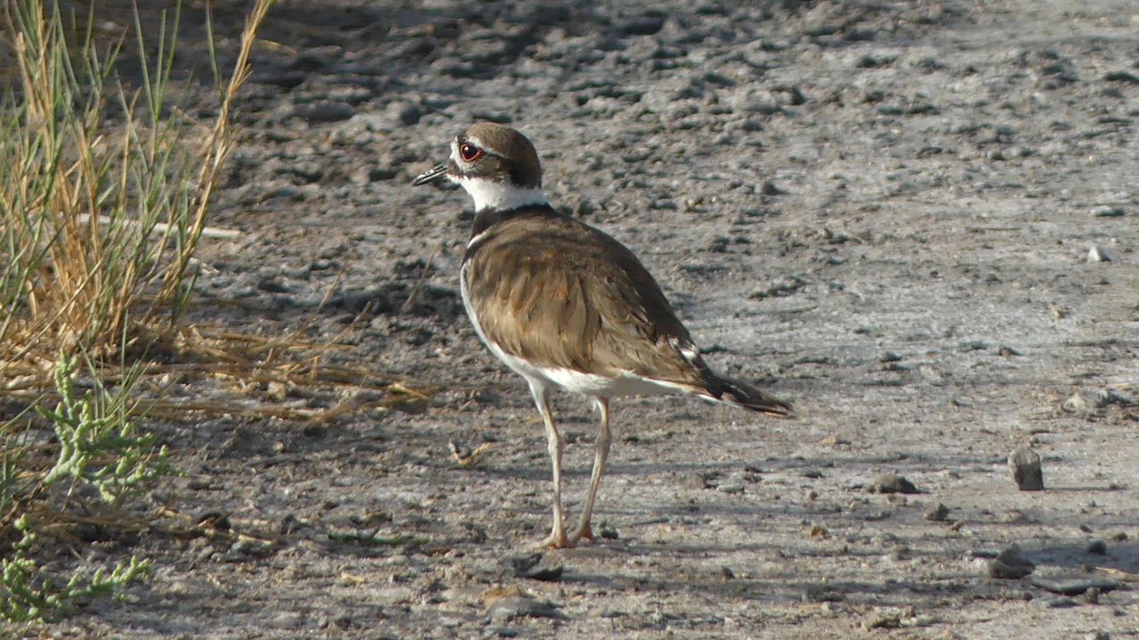 killdeer