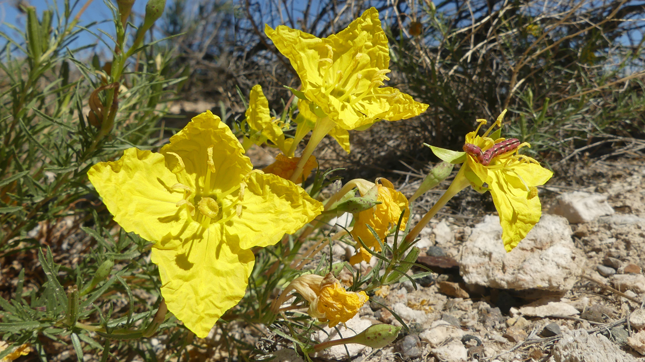 Lavenderleaf Sundrops