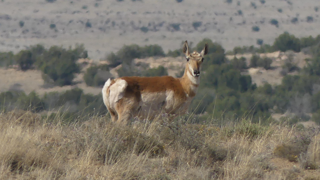 pronghorn