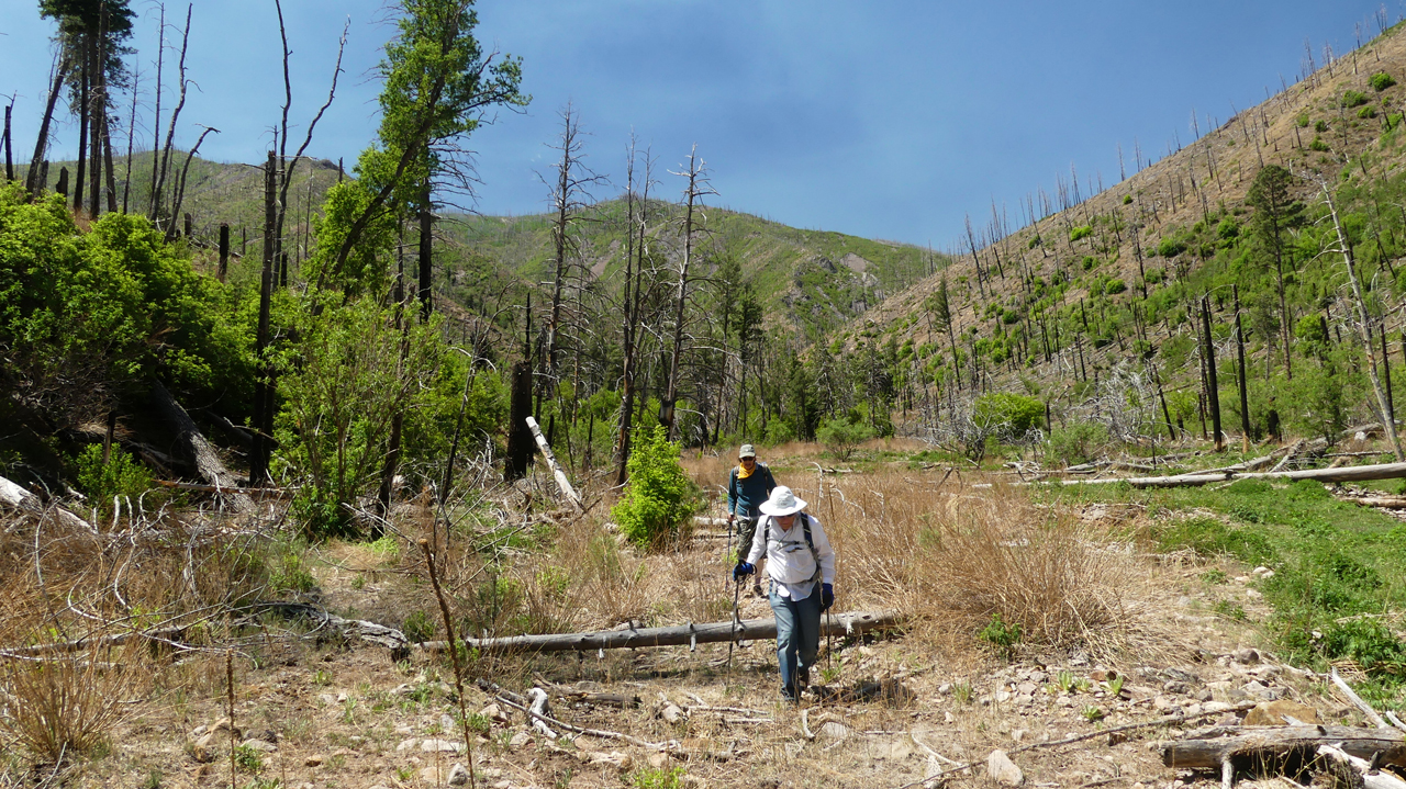 hiking in a recovering burn area