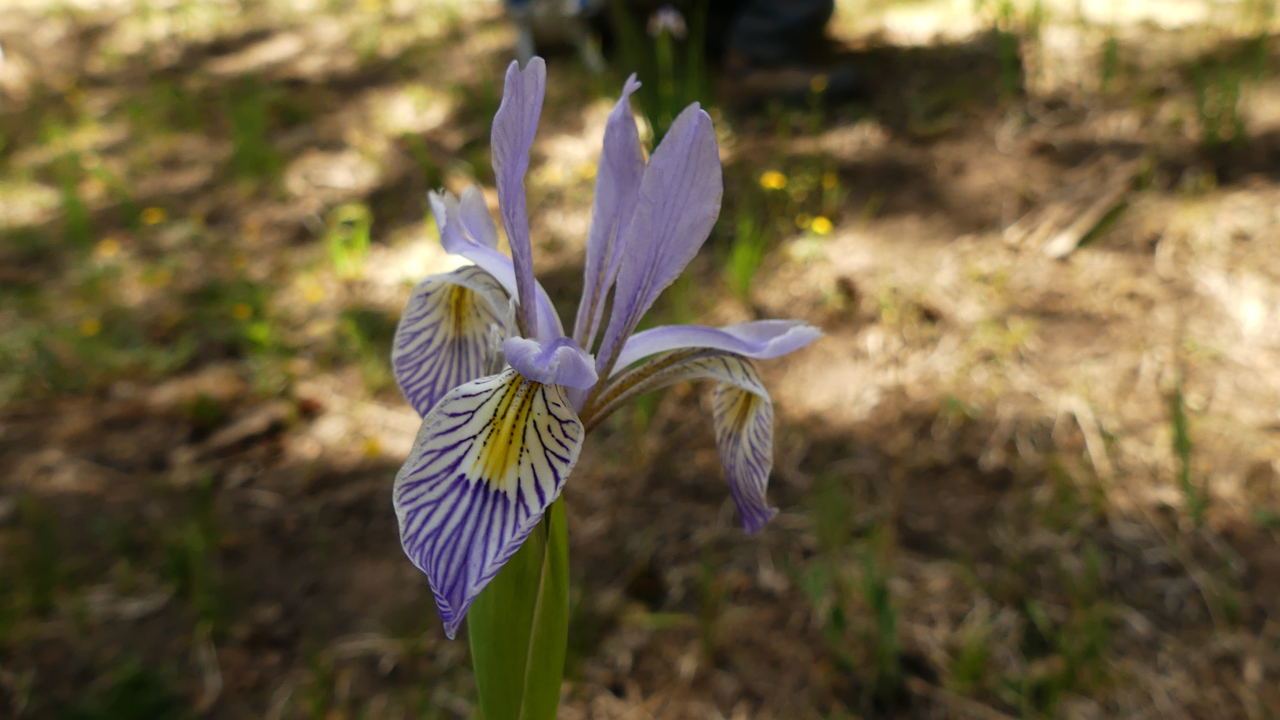 irises