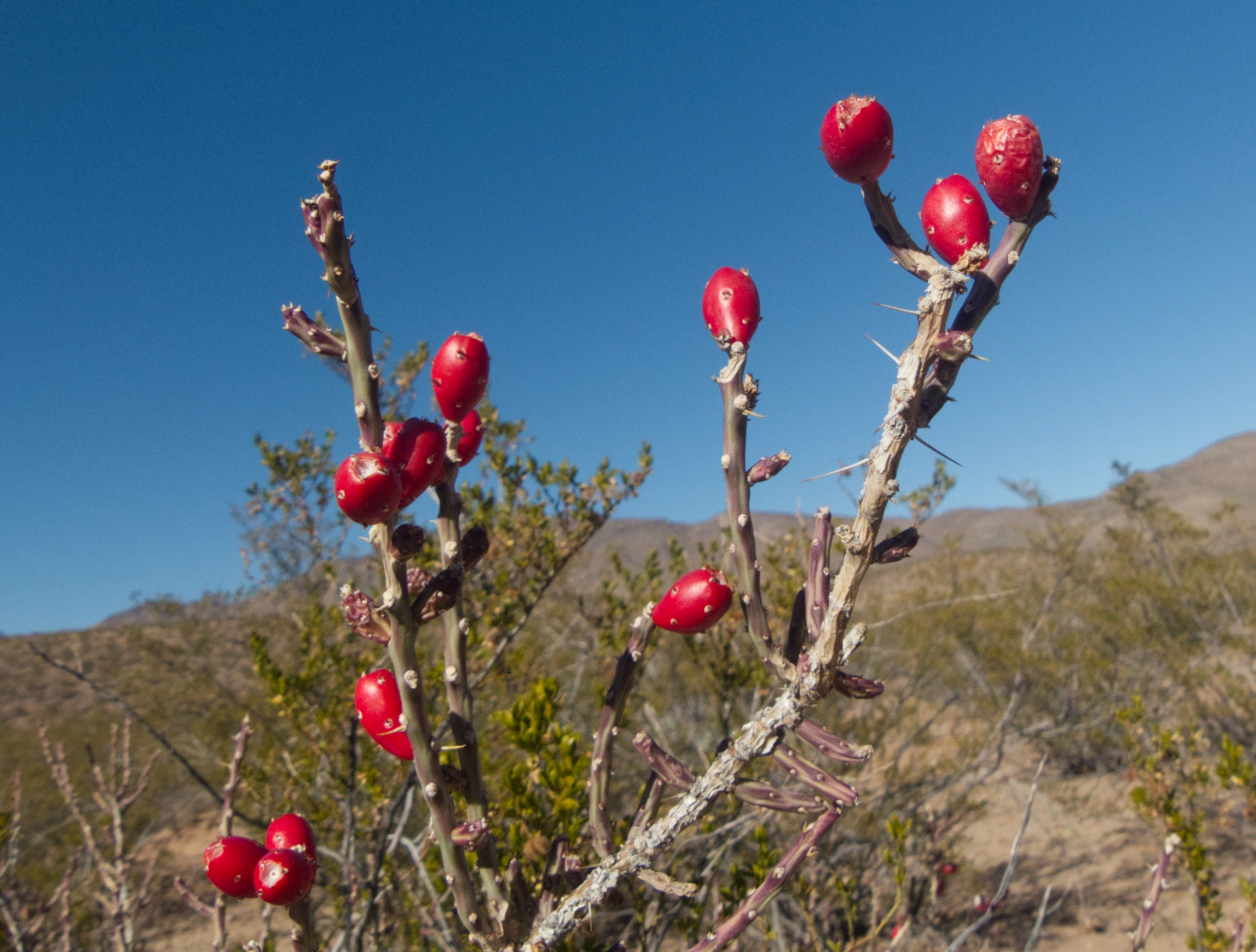 Christmas cholla