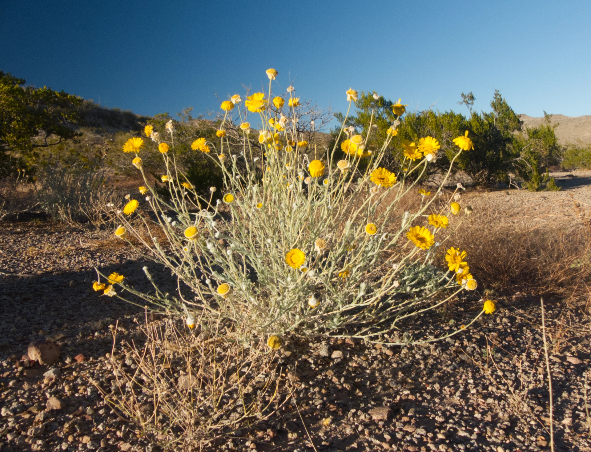 desert marigolds