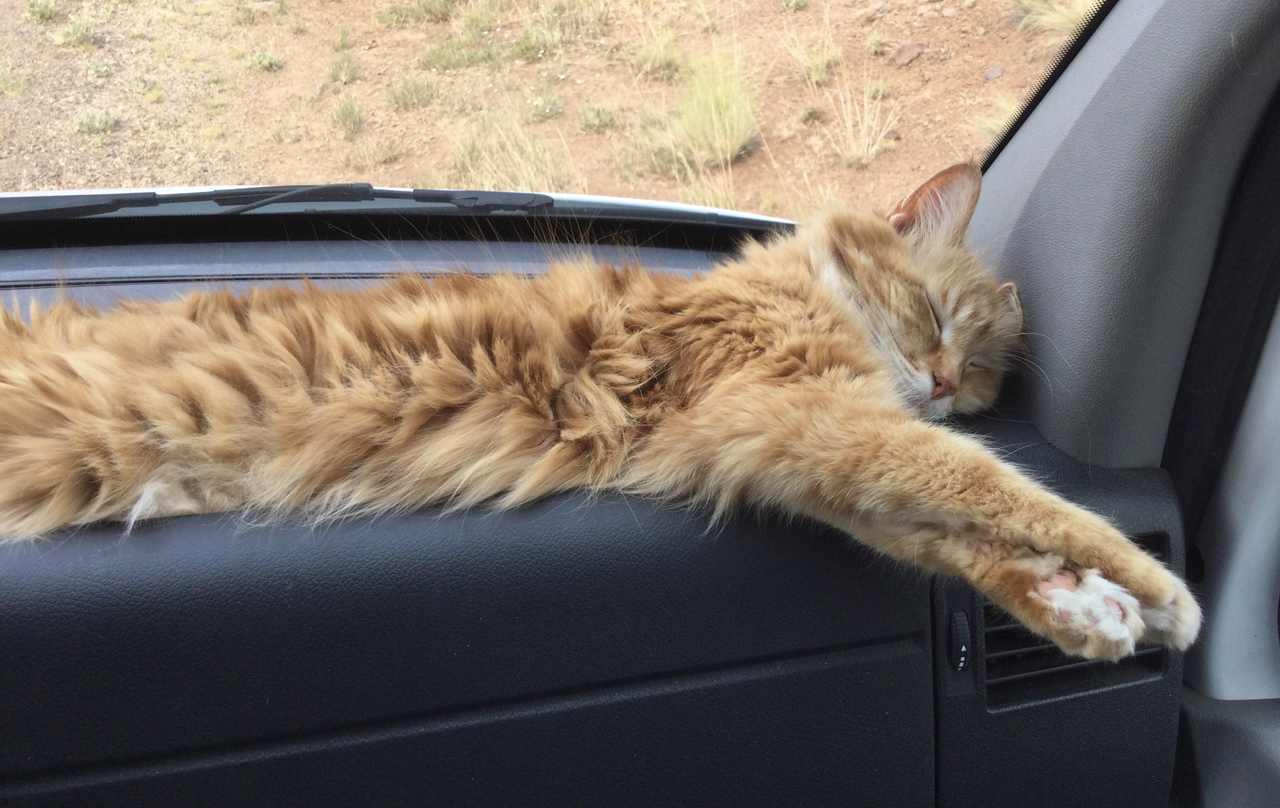 Madeleine sleeping on the dashboard