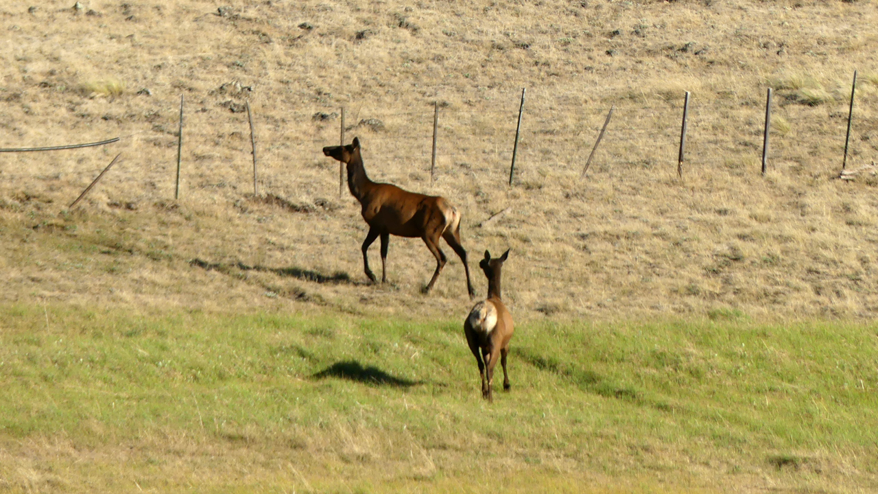 two elk