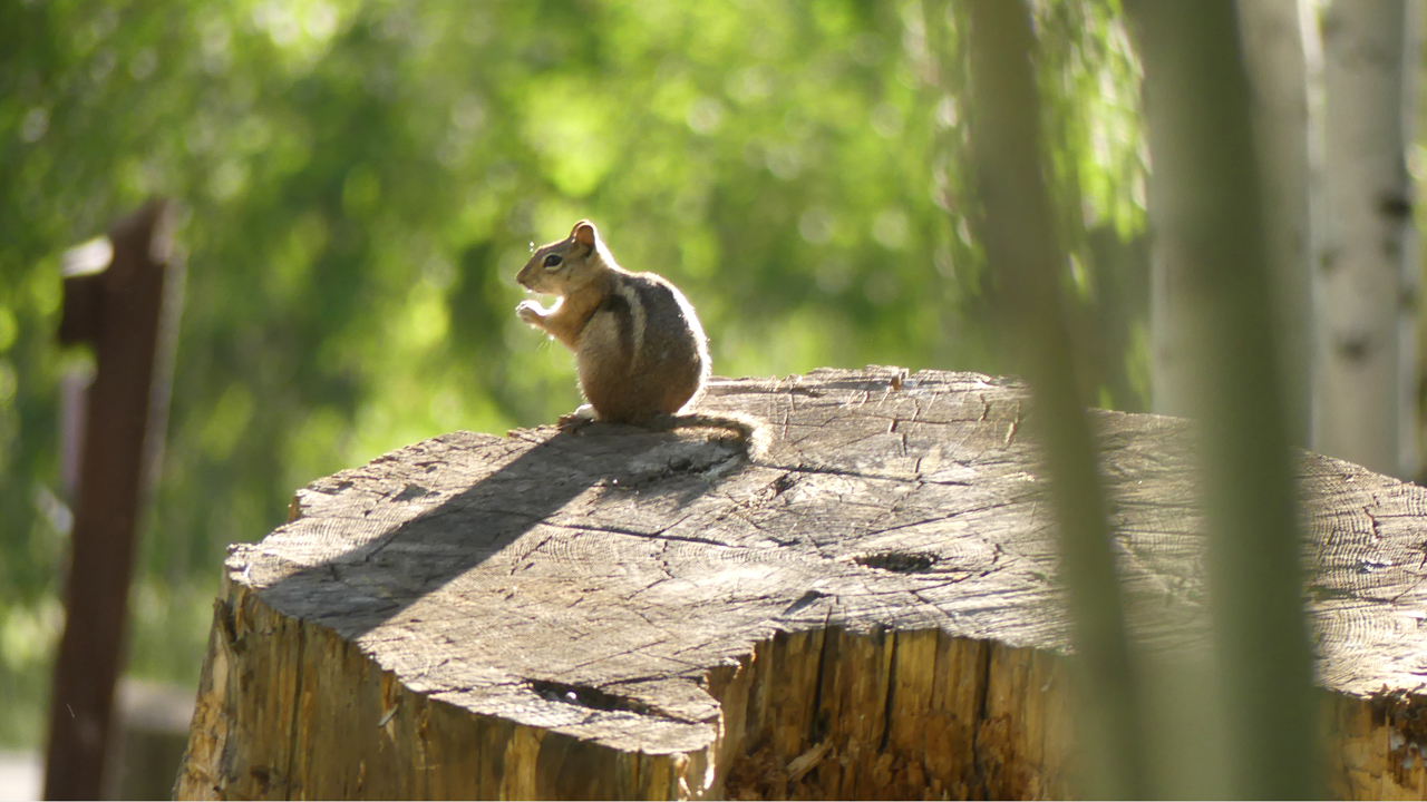 Golden-Mantled Ground Squirrel