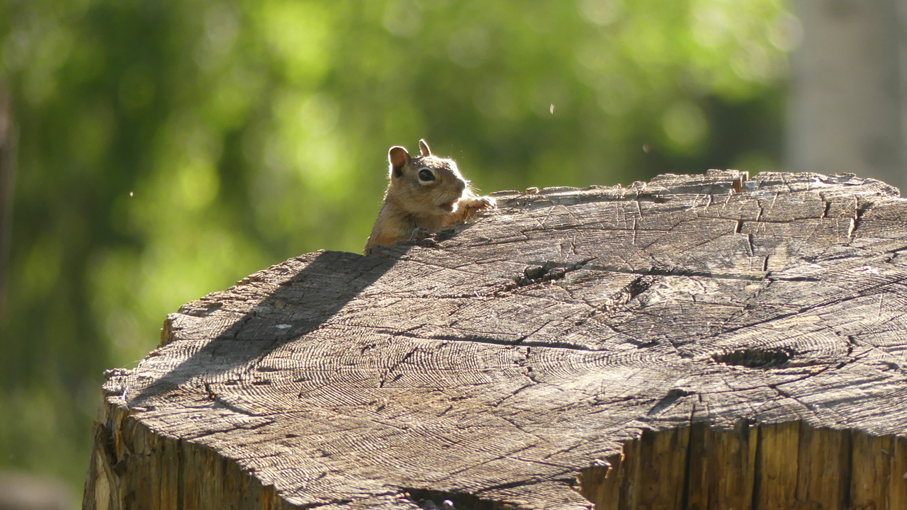 squirrel peeking out from behind the stump