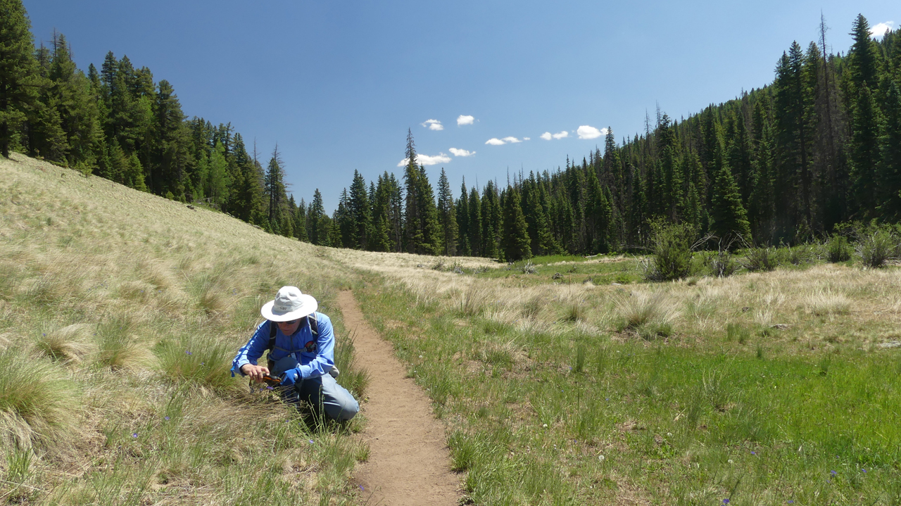 Dennis photographing wildflowers