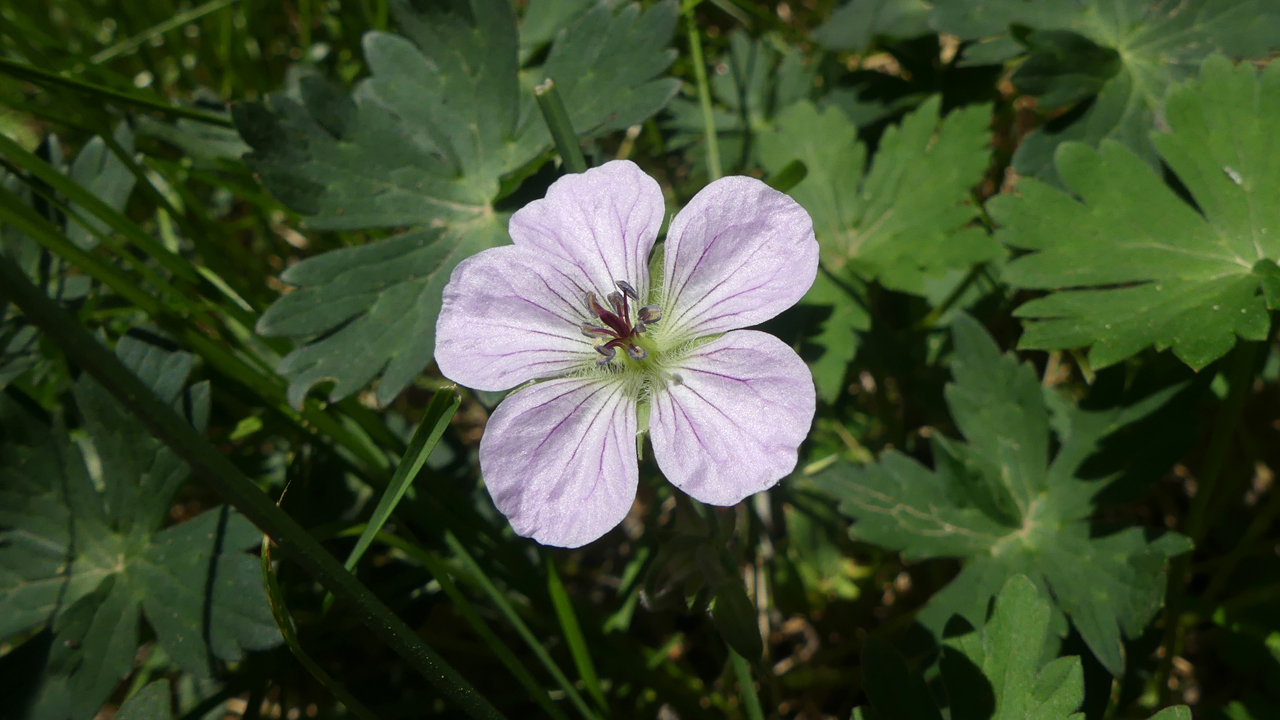 Richardson's Geranium