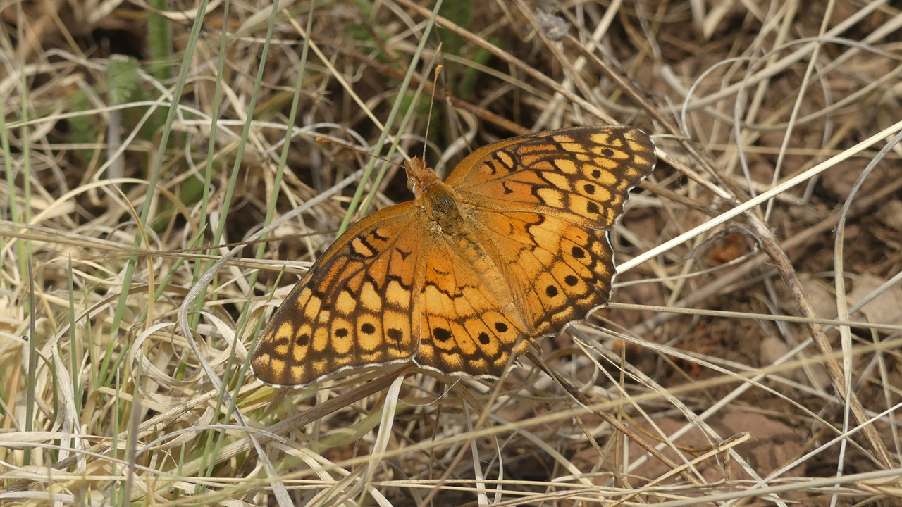 Variegated Fritillary