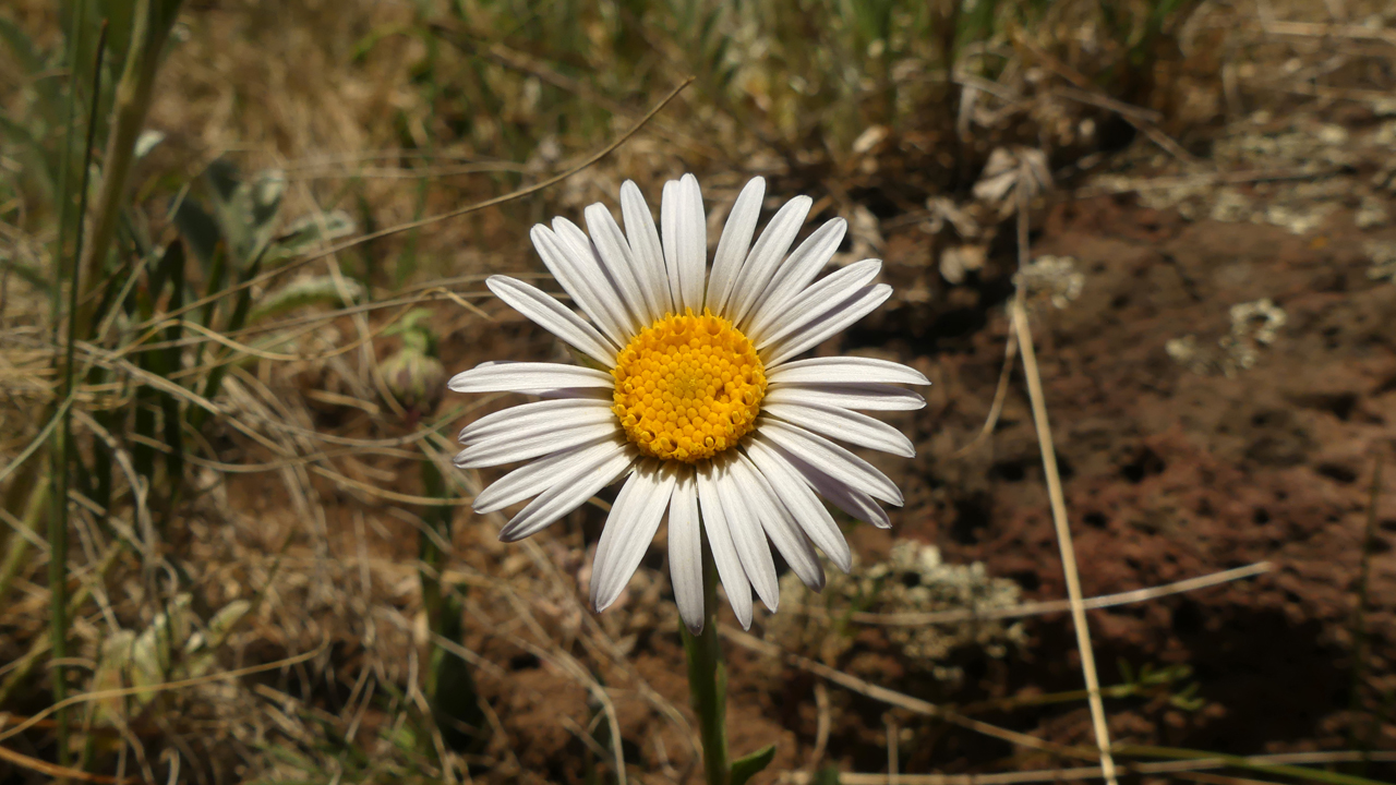 Aster