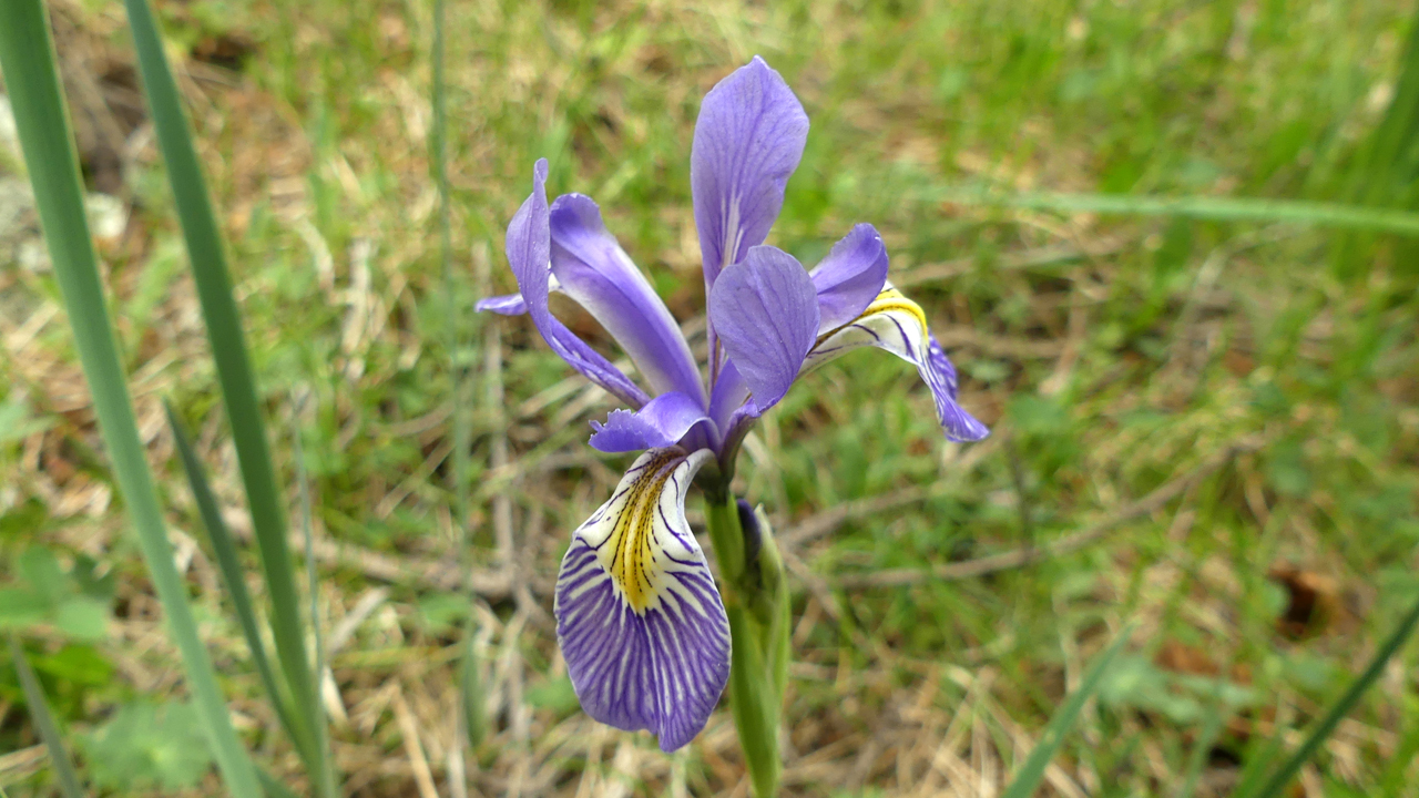 Western Blue Flag Iris