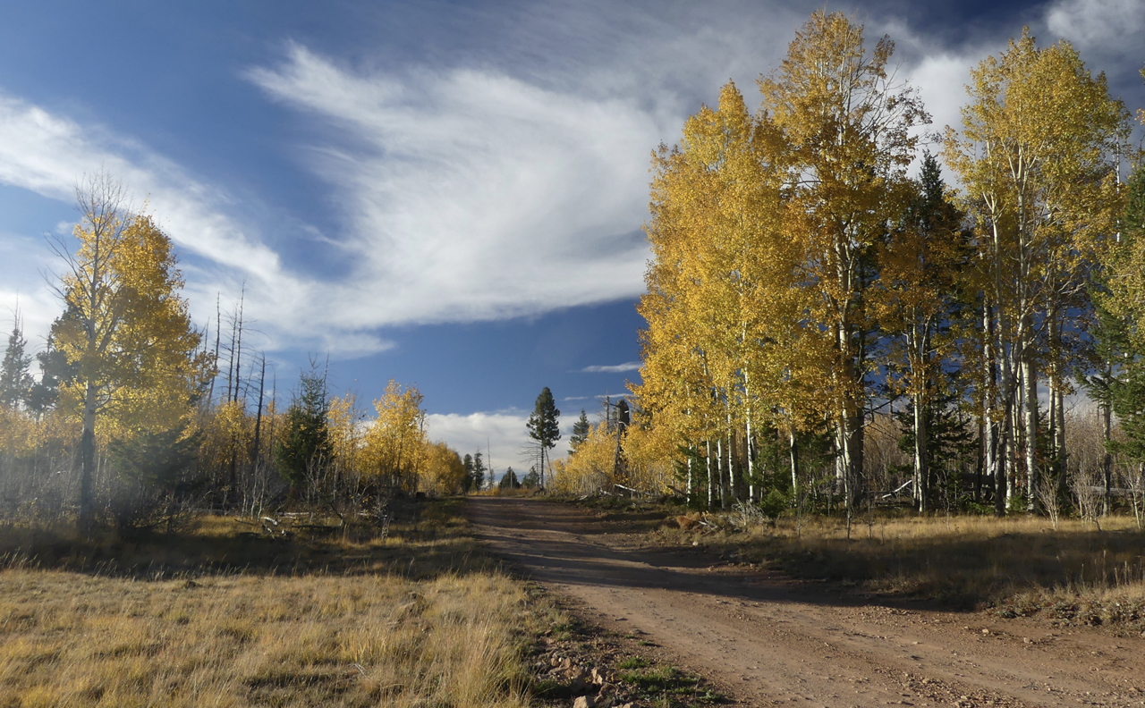 campsite in the aspens