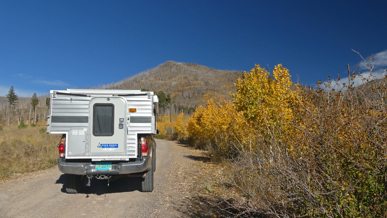 aspens along the road