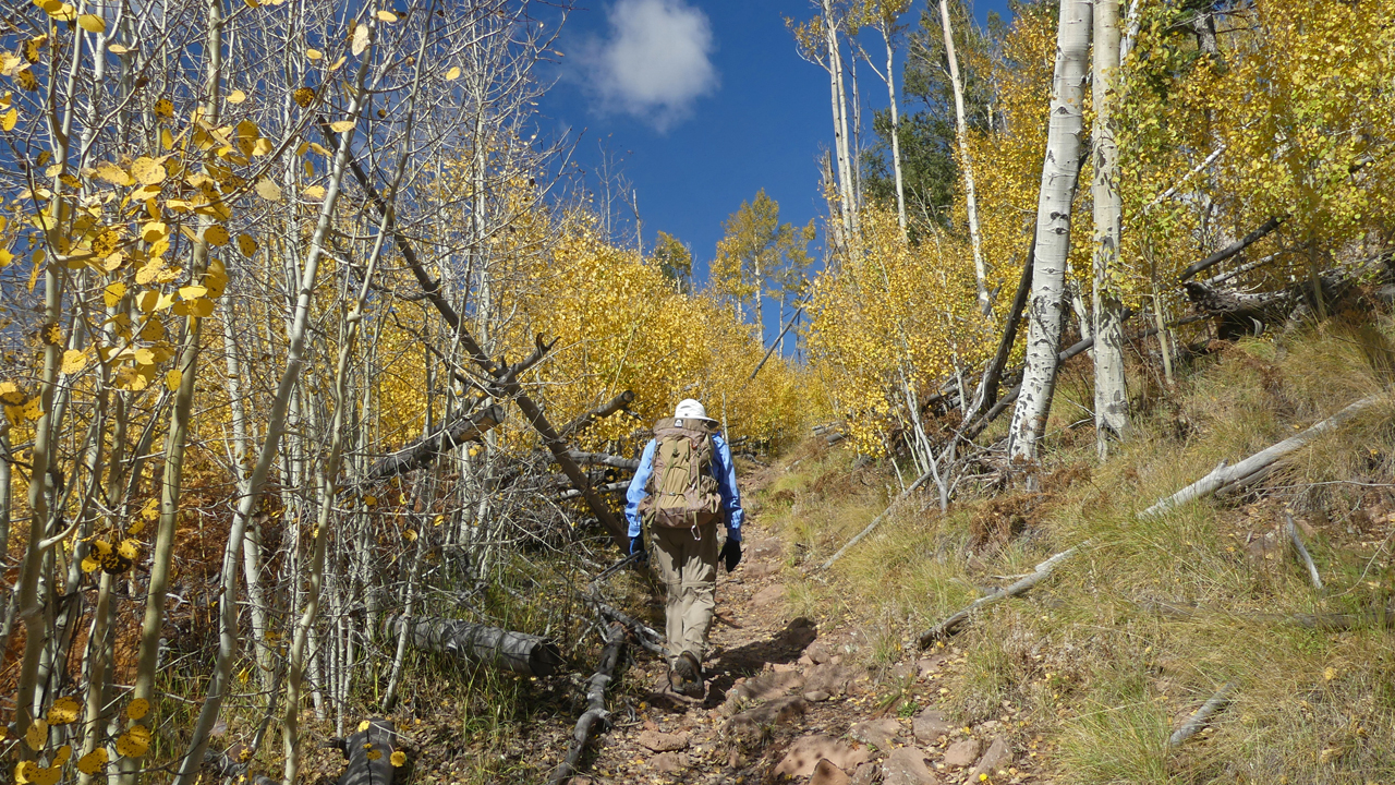 Dennis hiking in aspens