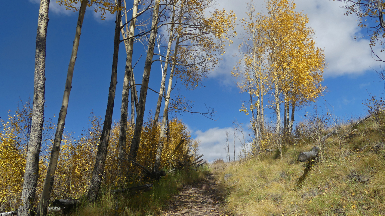 small group of aspens