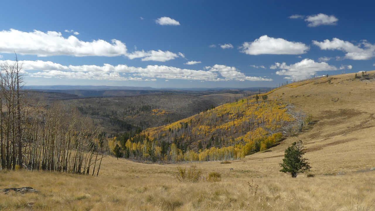 mixed aspen and fir forest