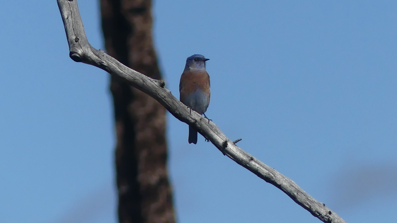 western bluebird